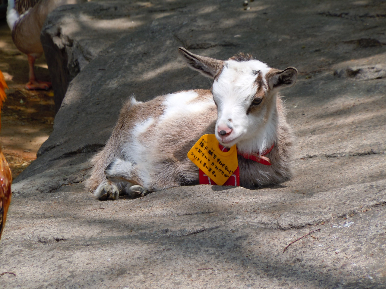 young goat goatskin free photo