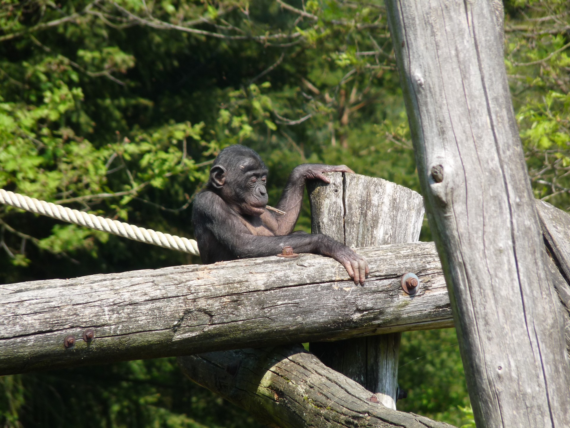 gorilla young baby free photo