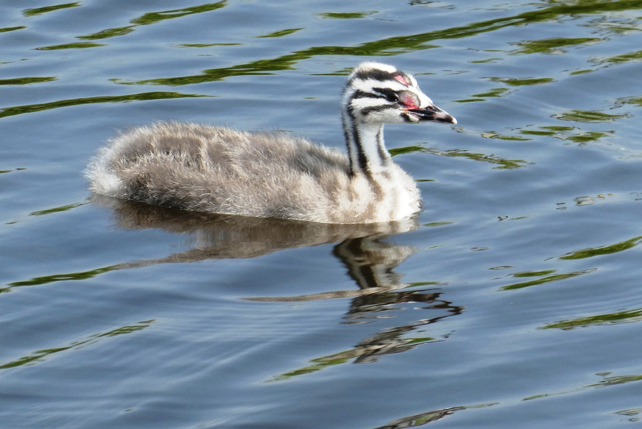 young great crested grebe  chick  great crested grebe free photo