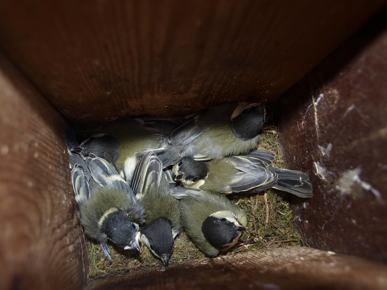 young great tits spring nest box free photo