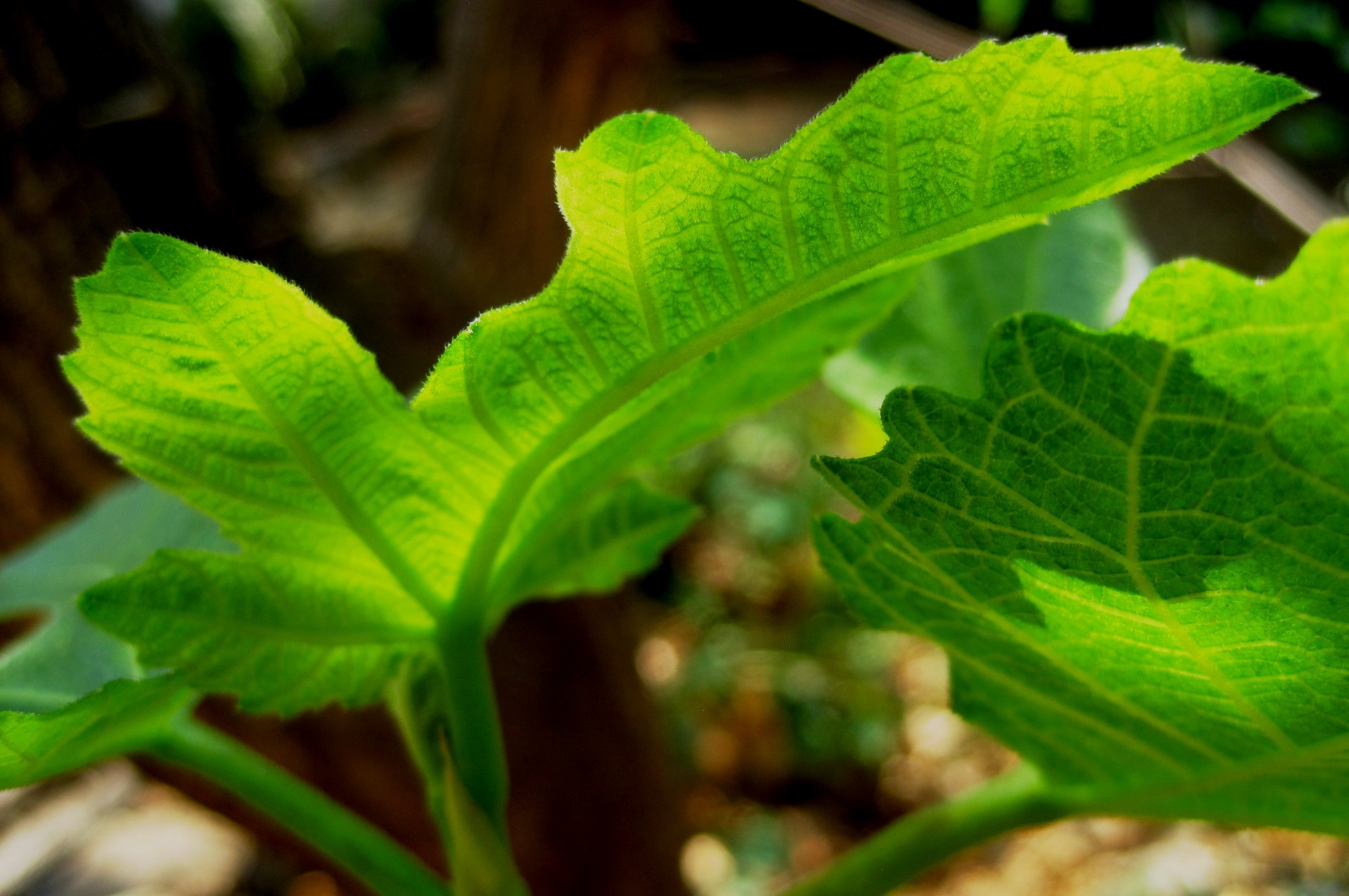 leaves young tender free photo