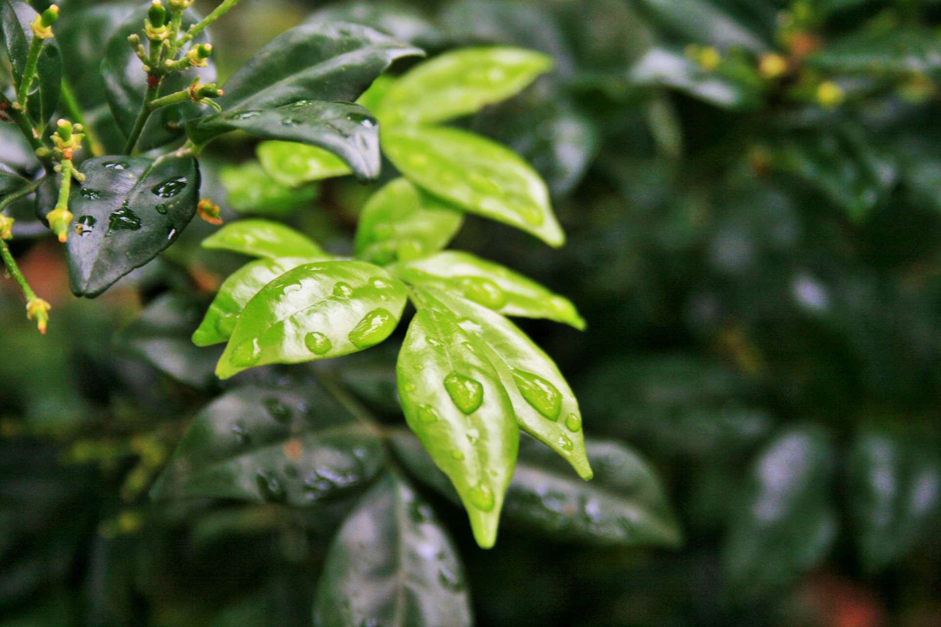 exotica leaves green free photo