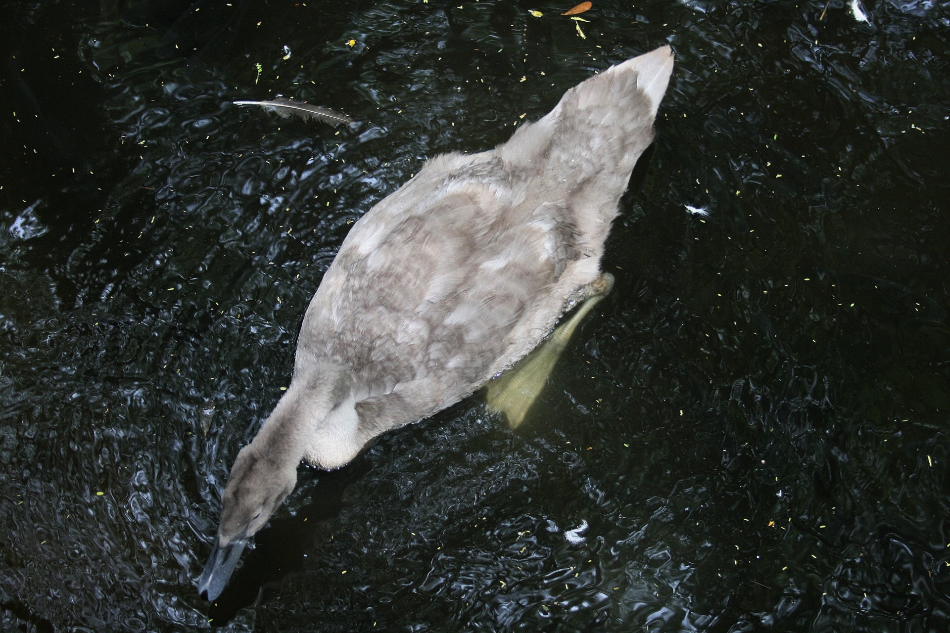 water pond swan free photo