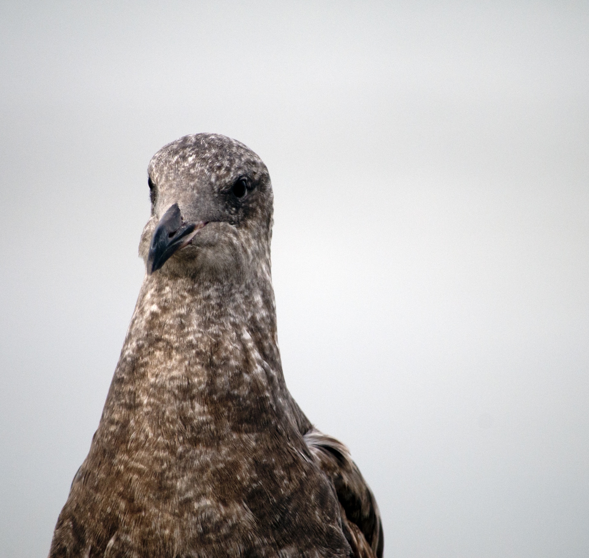 seagull gull baby gull free photo