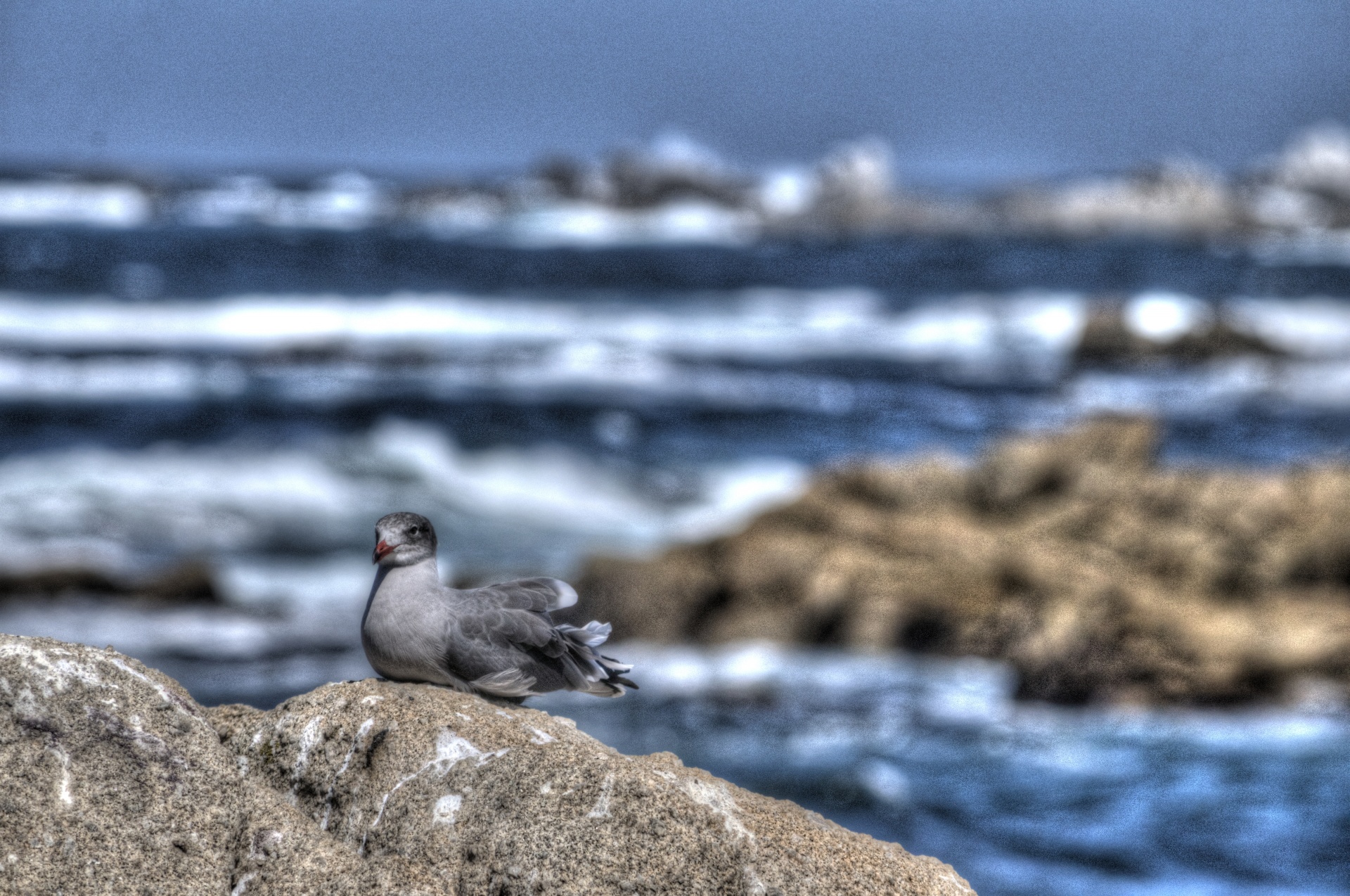 gull sea gull sea bird free photo