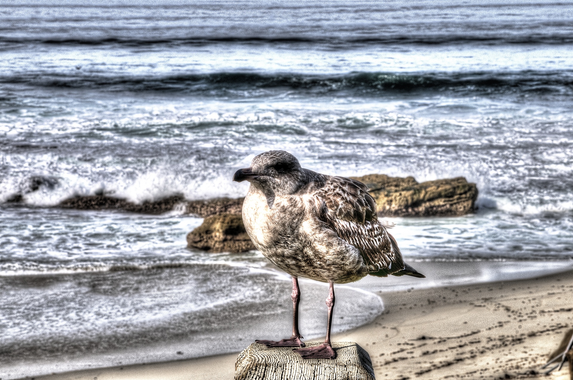 seagull sea gull bird free photo