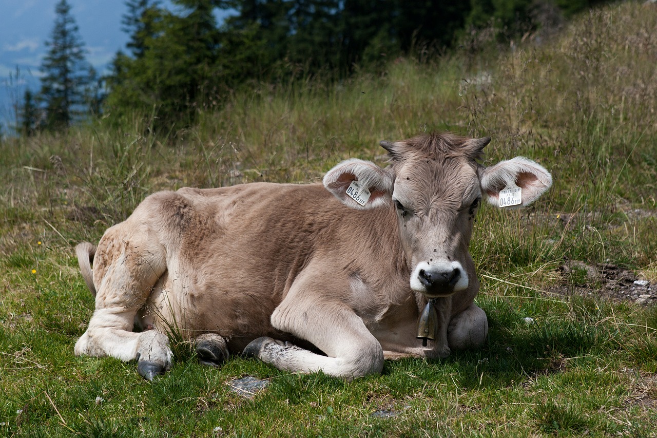 young heifer cow cattle free photo