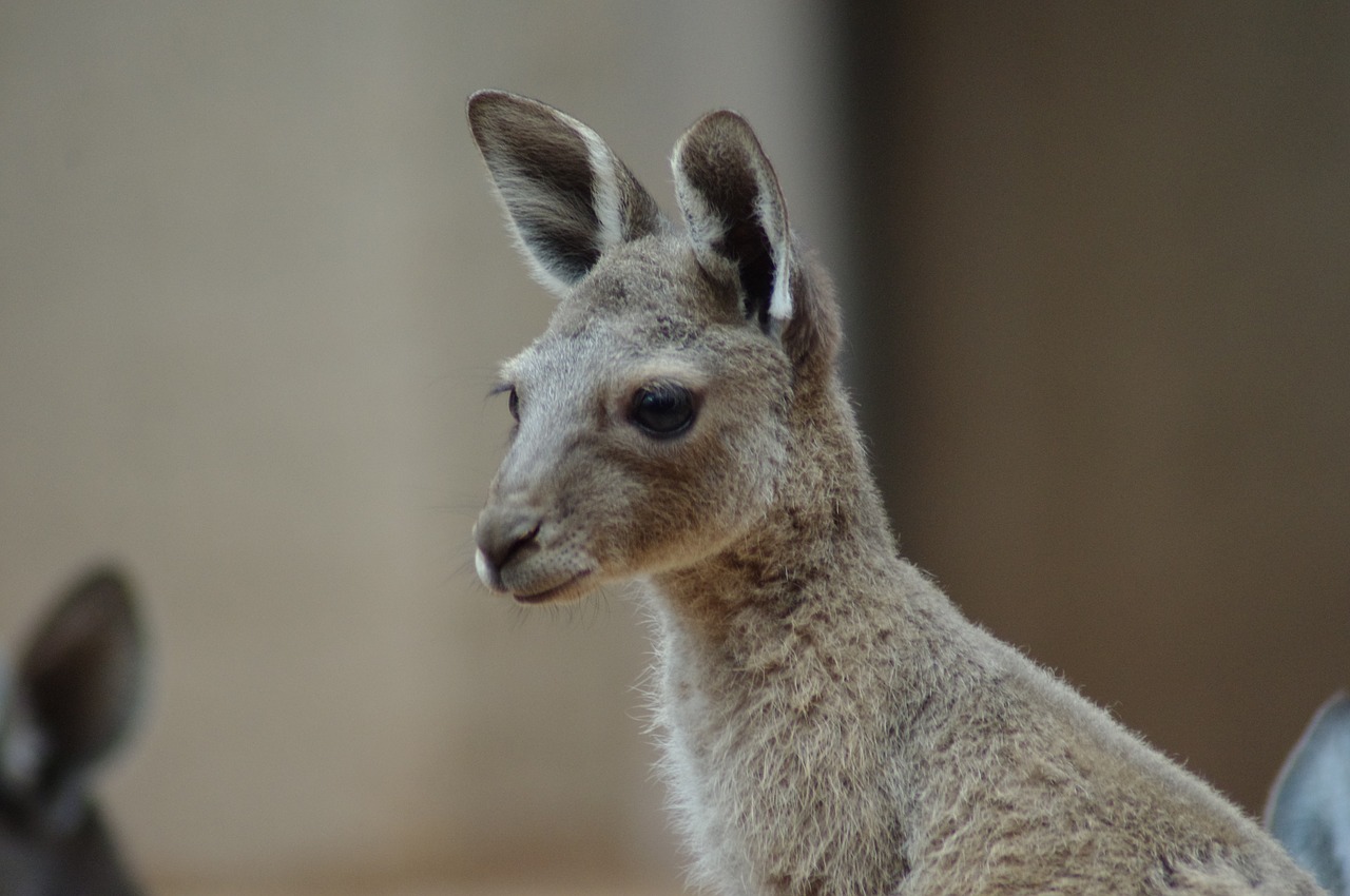 young kangaroo zoo marsupials free photo