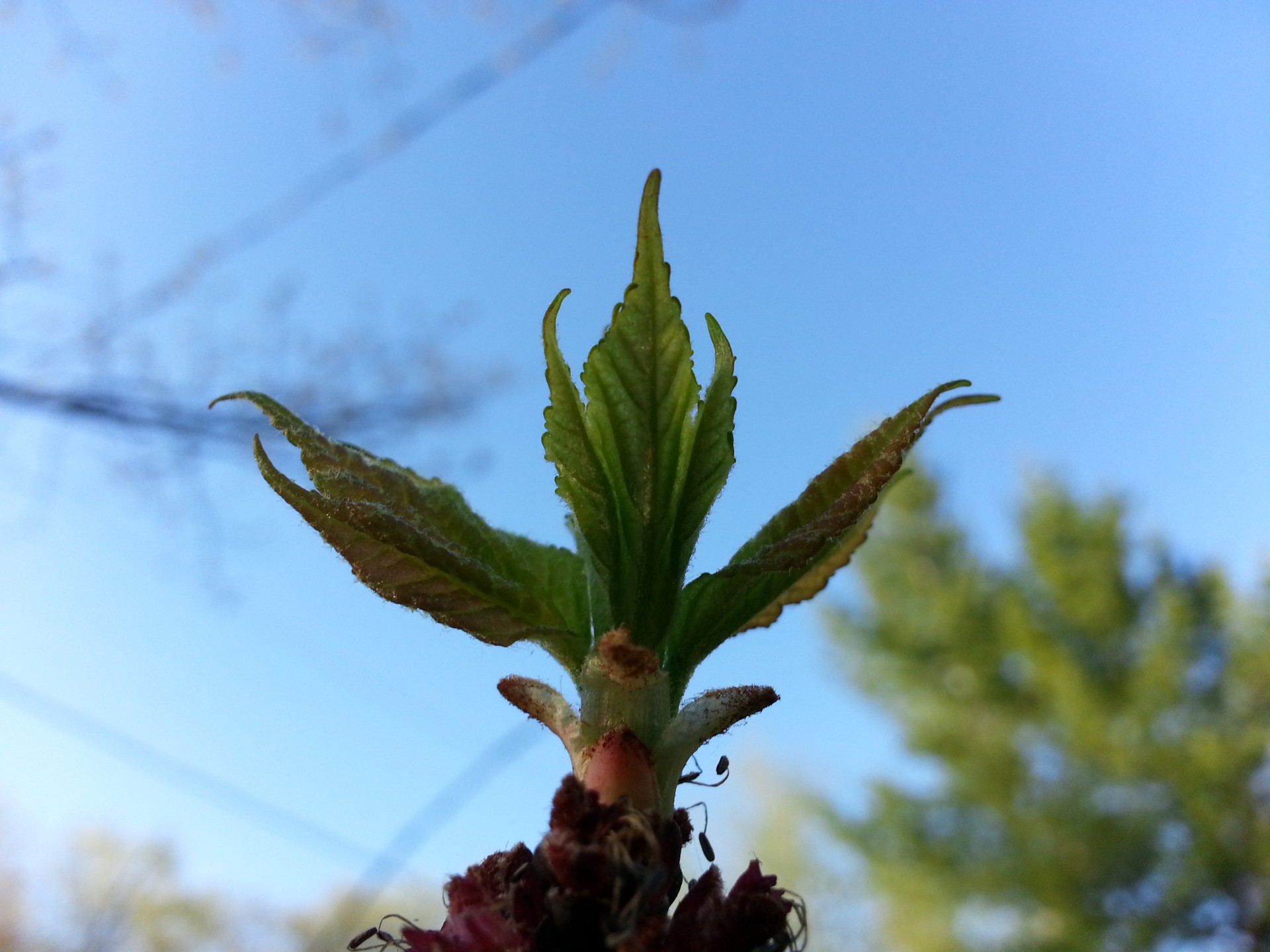 season spring leaf free photo