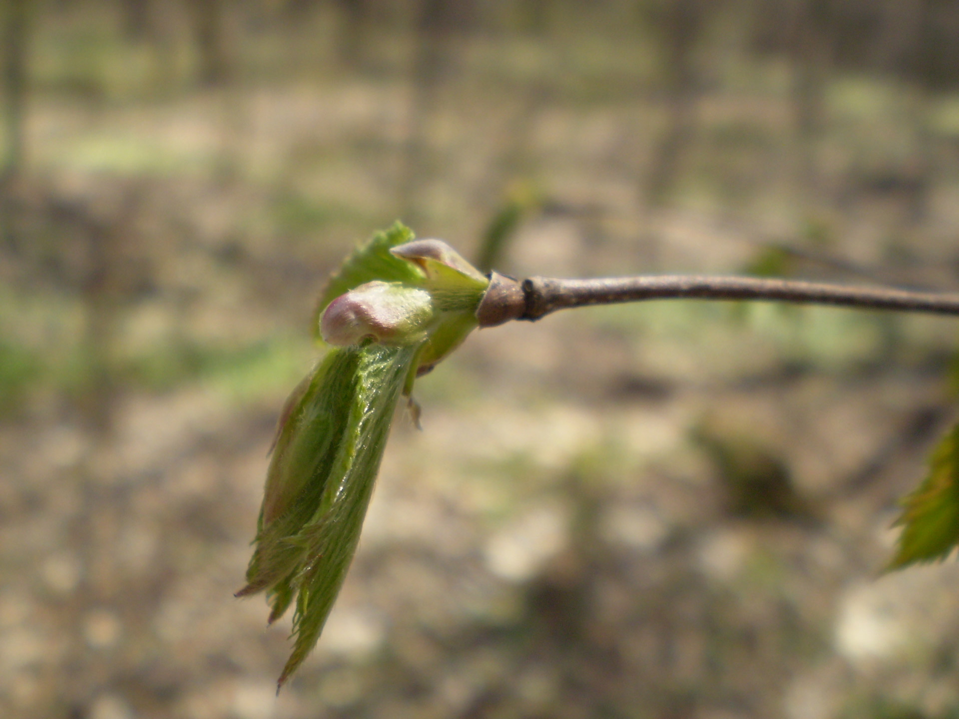 bud spring season free photo