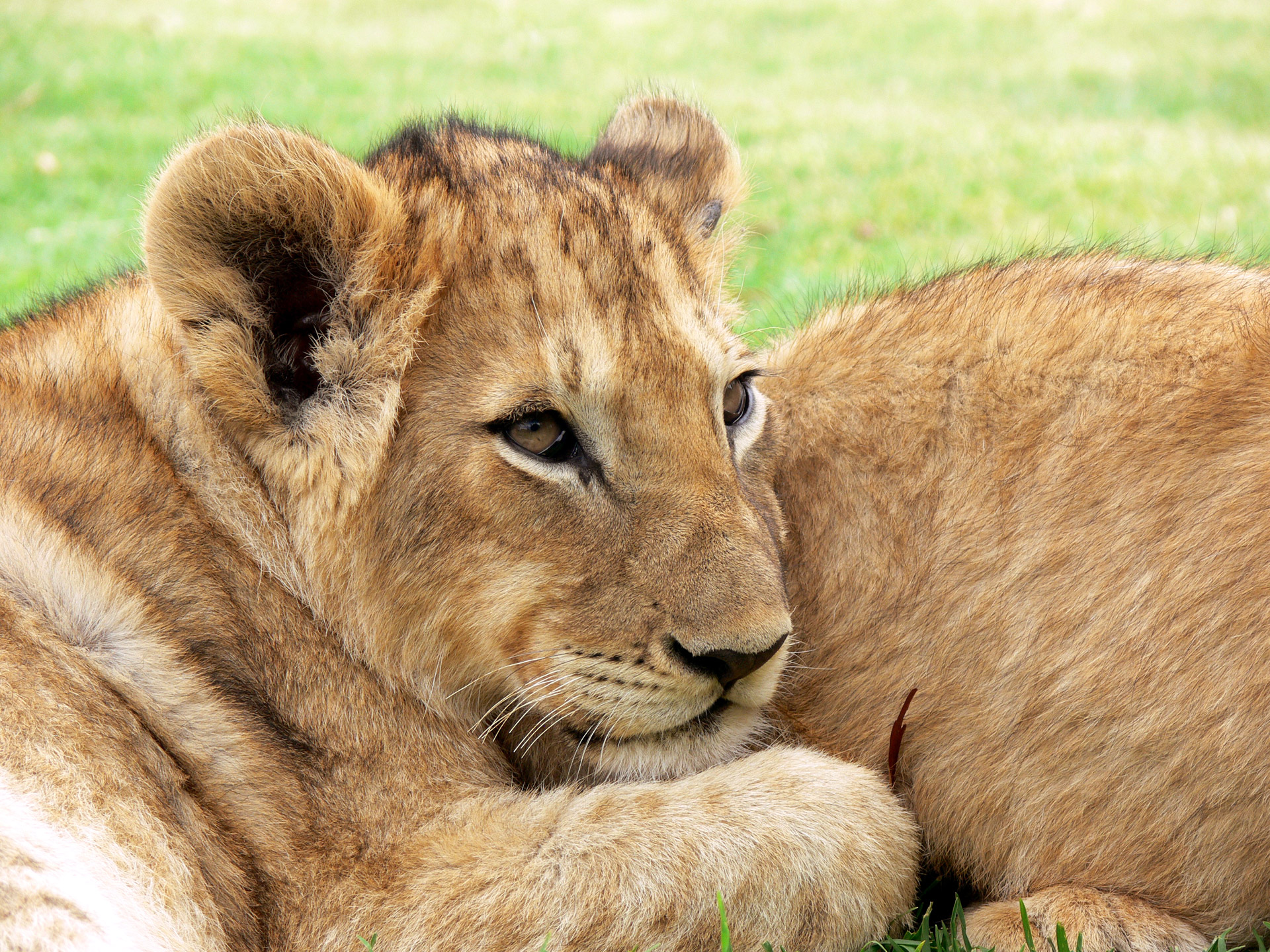 lion lion cub cub free photo