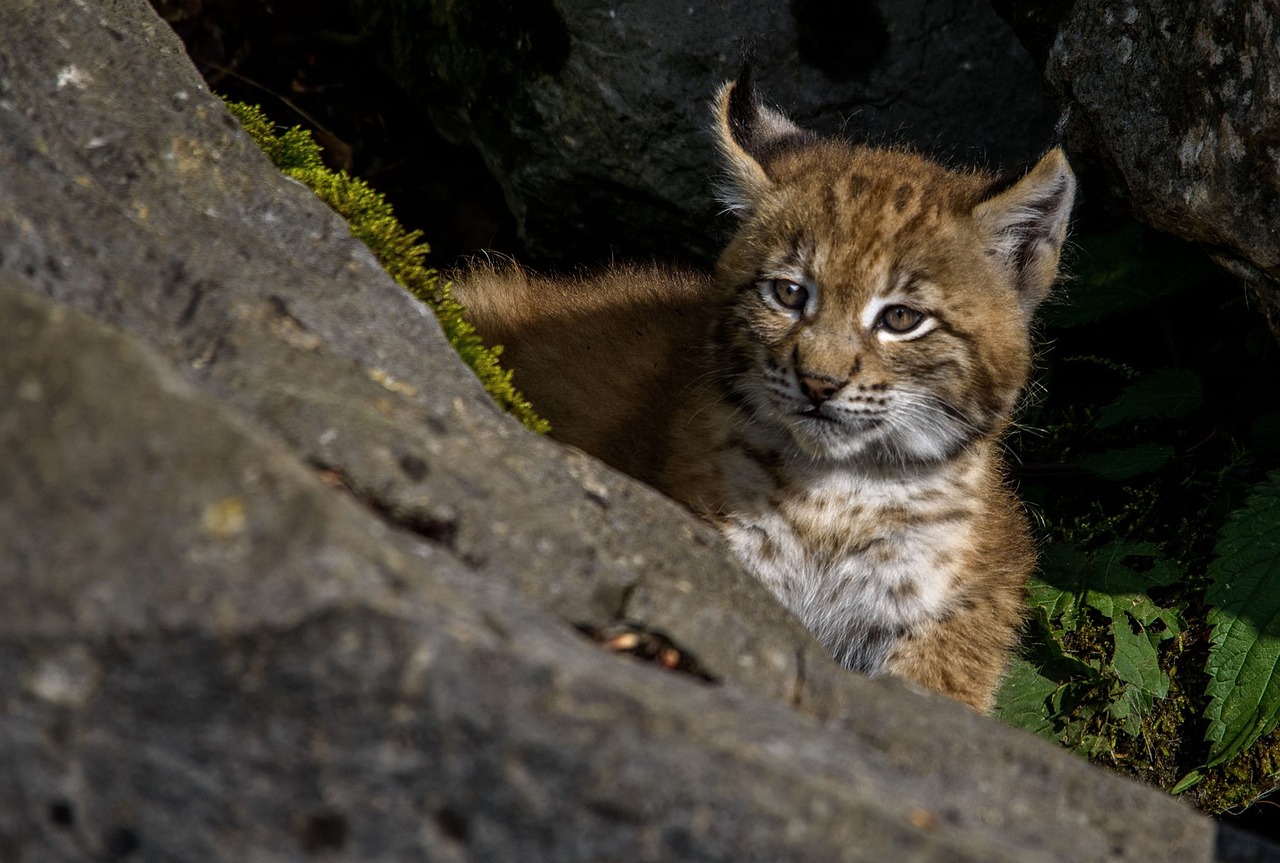young lynx lynx predator free photo
