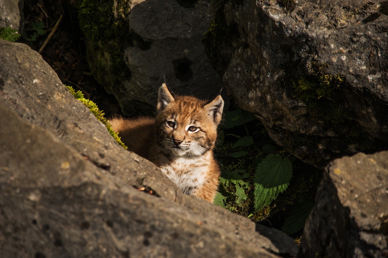 young lynx lynx baby free photo