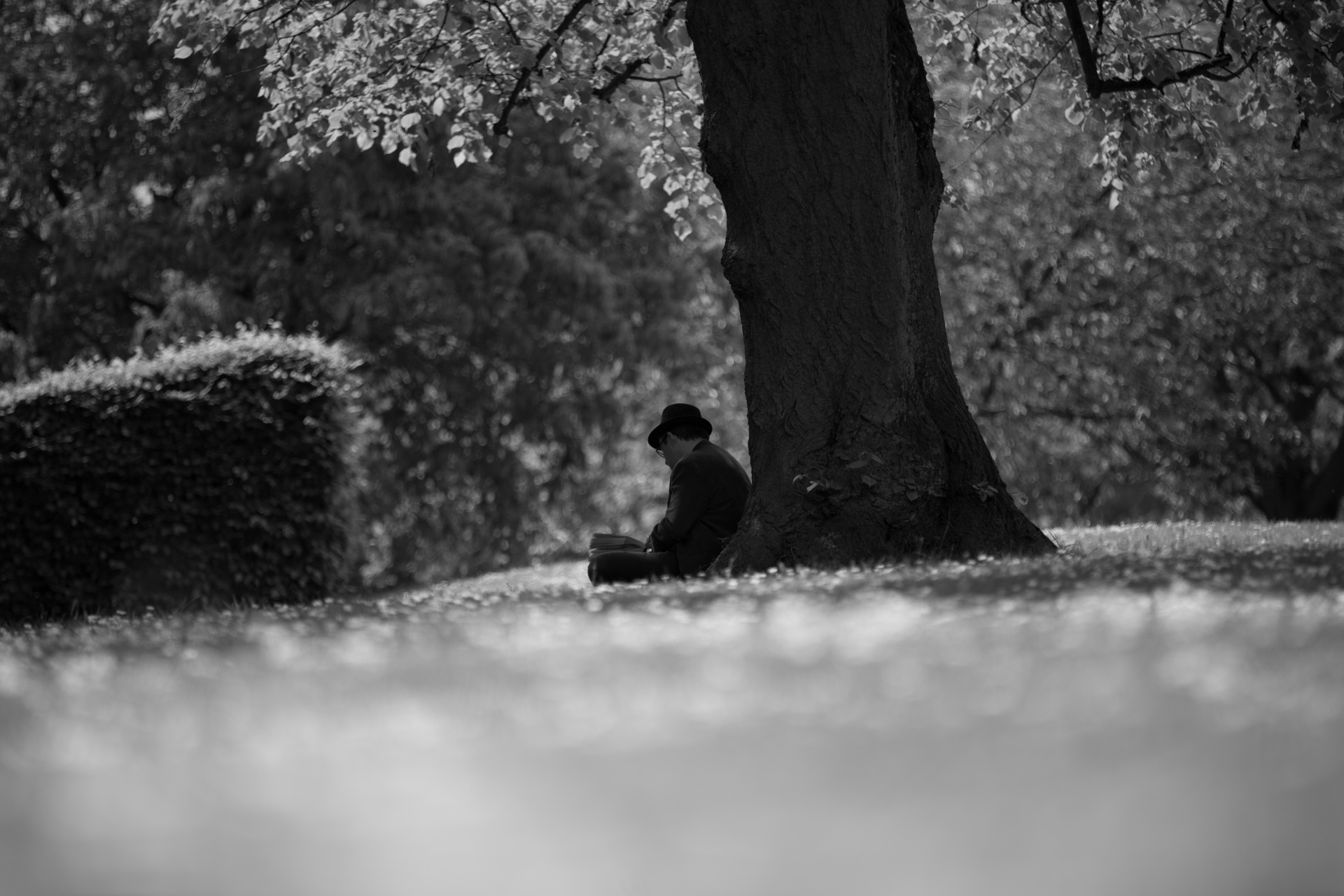 book outdoor tree free photo