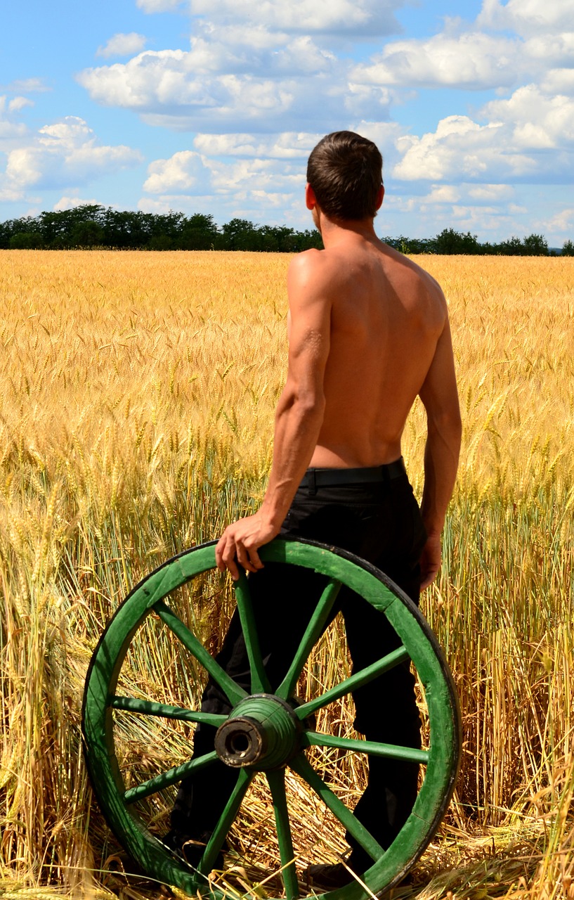young men peasant carts wheat free photo