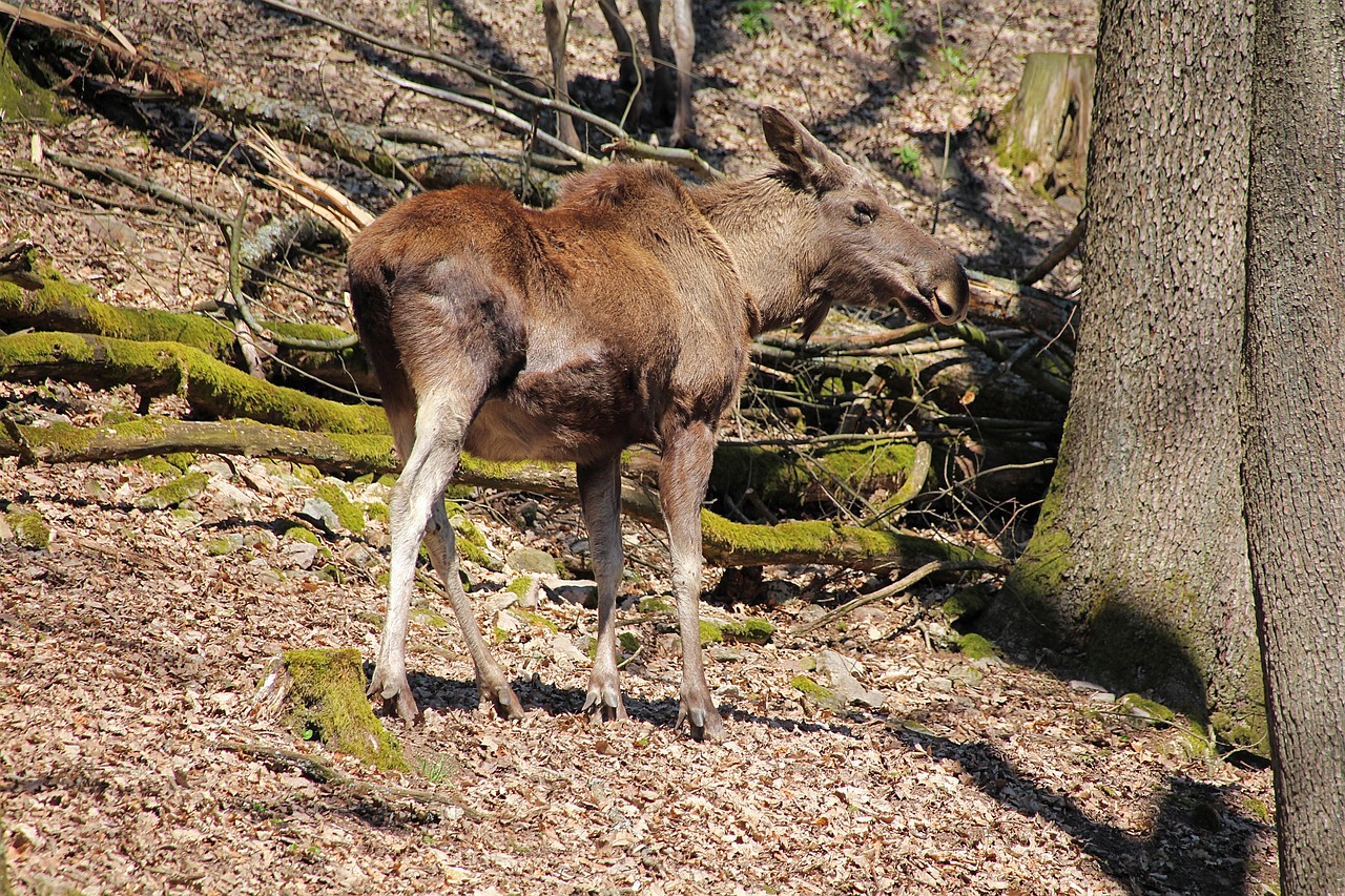 young moose  wild animal  forest free photo
