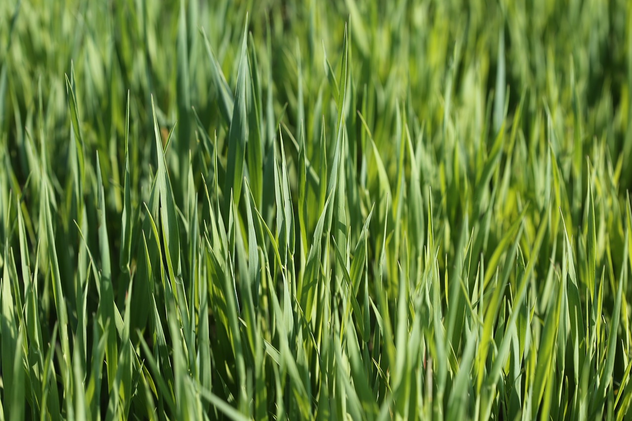 young oats on sunset  plant  agriculture free photo