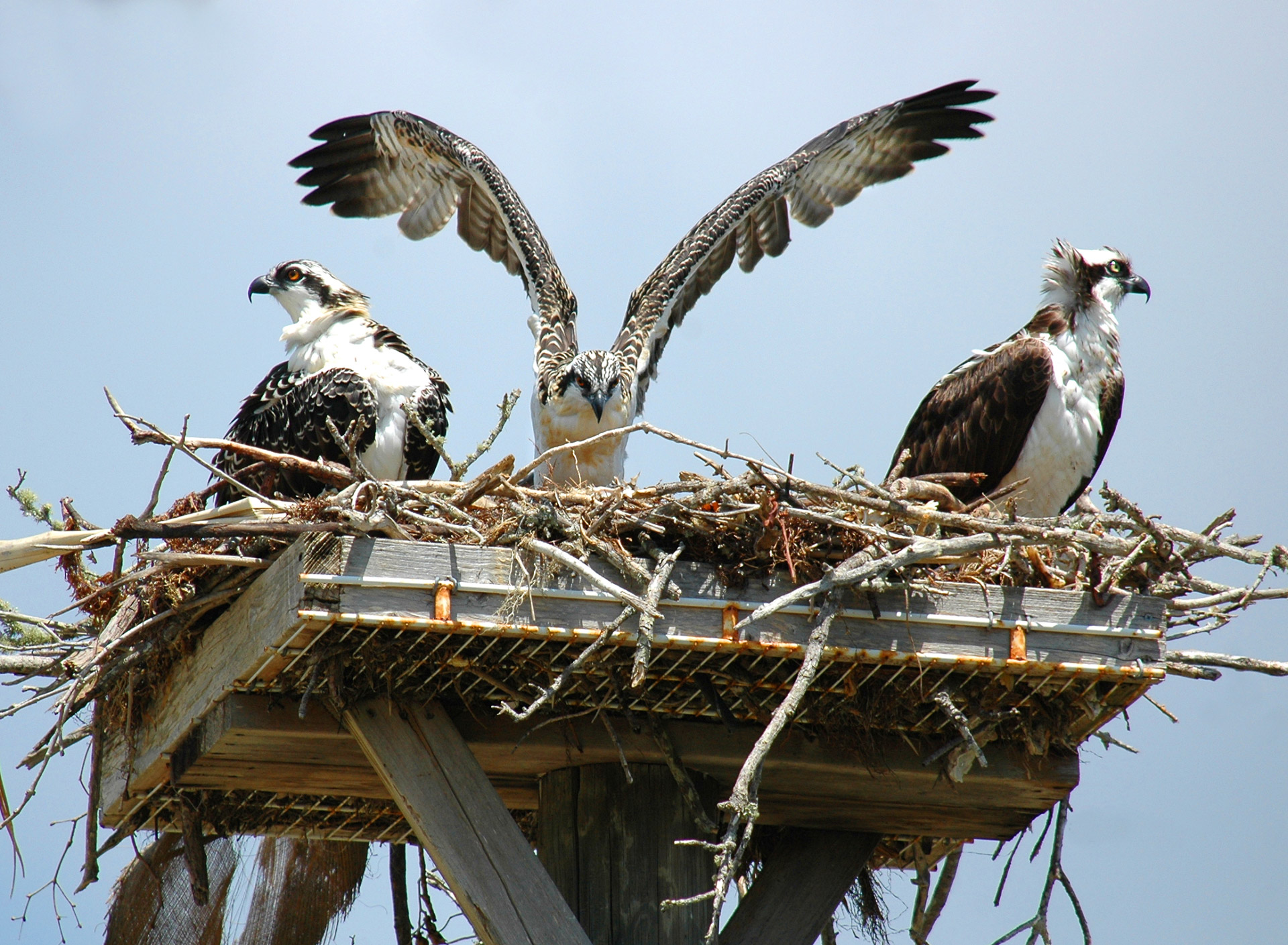 ospreys hawks birds free photo