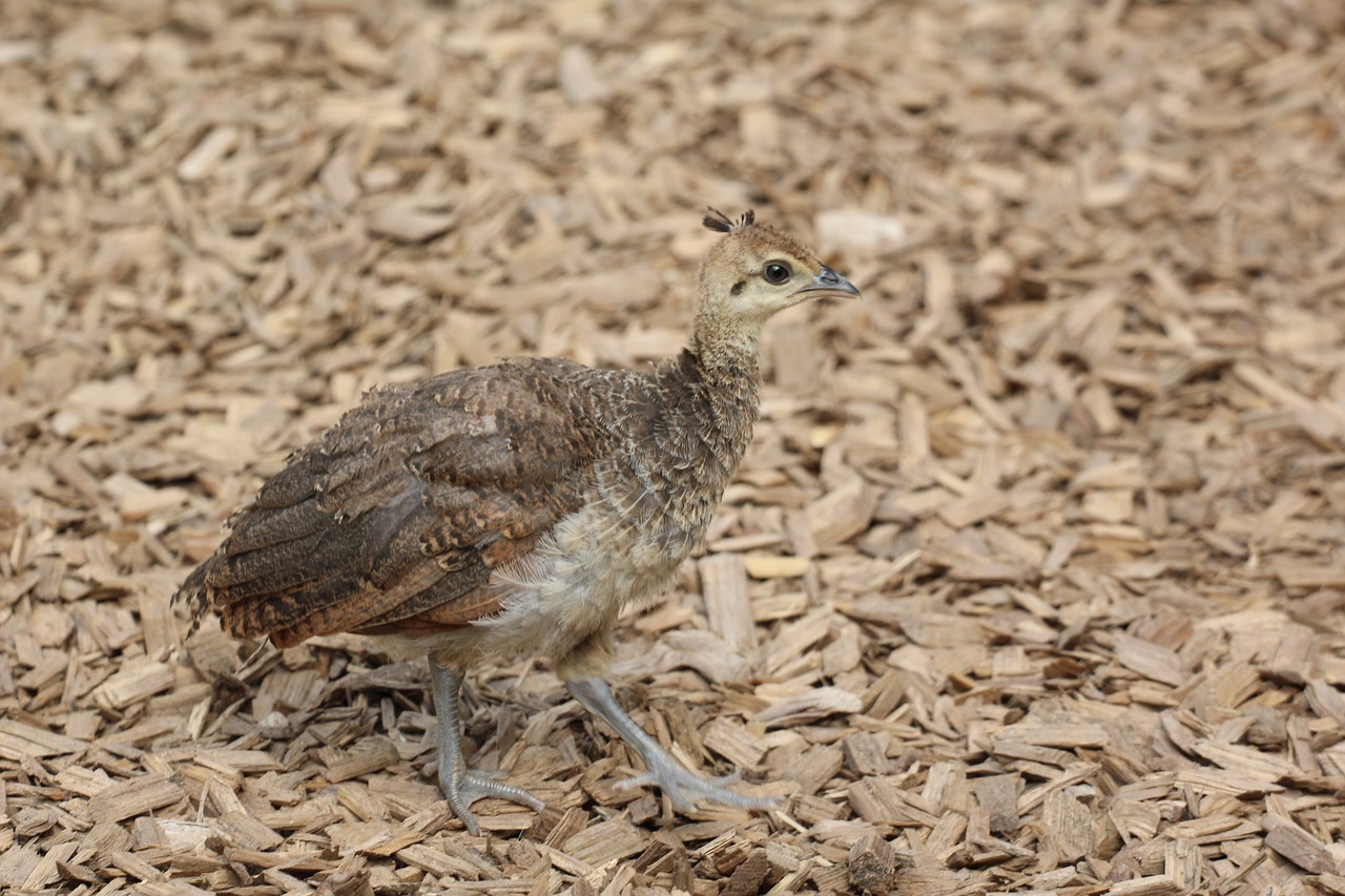 young peacock peacock bird free photo