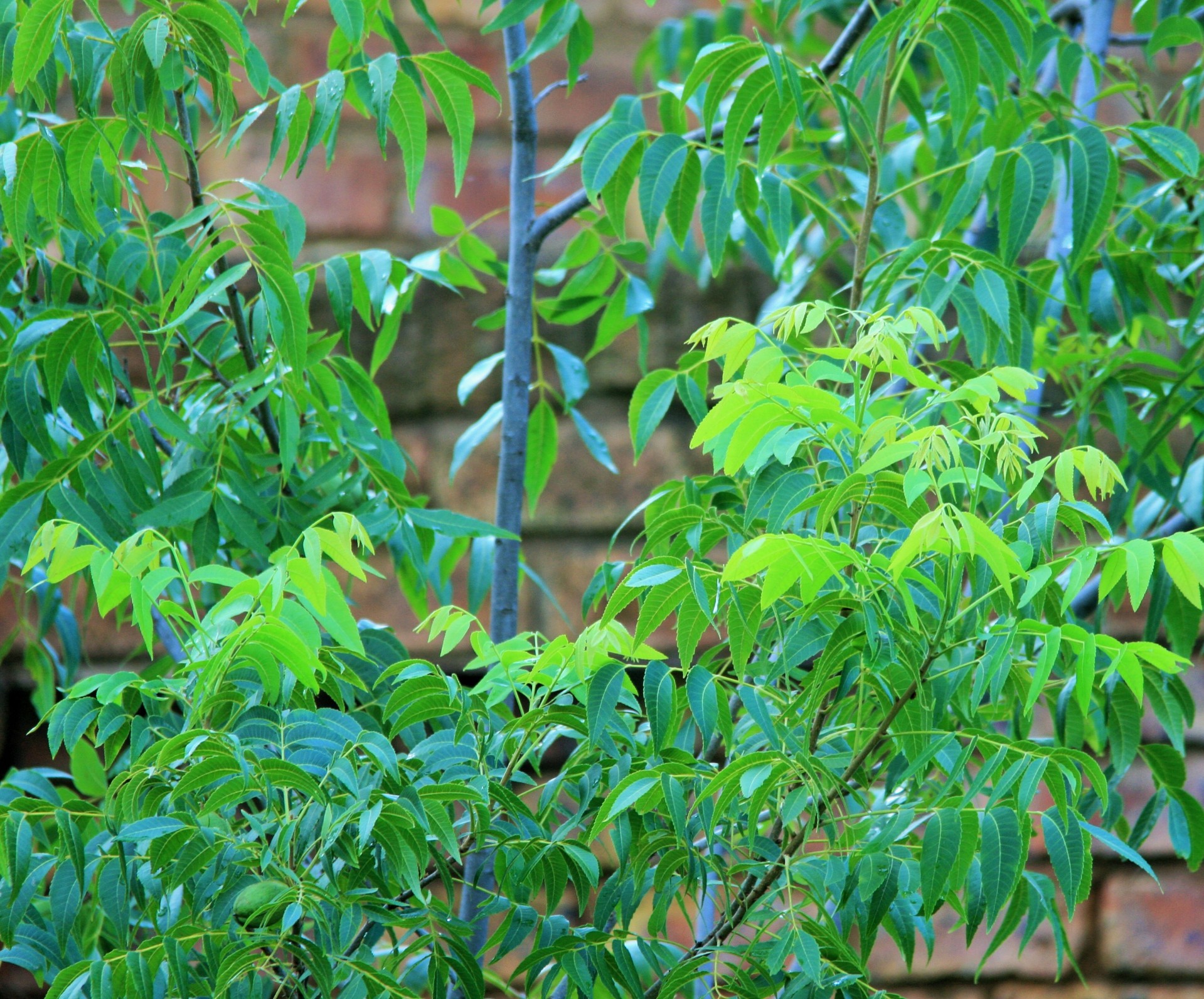 tree nut pecan free photo