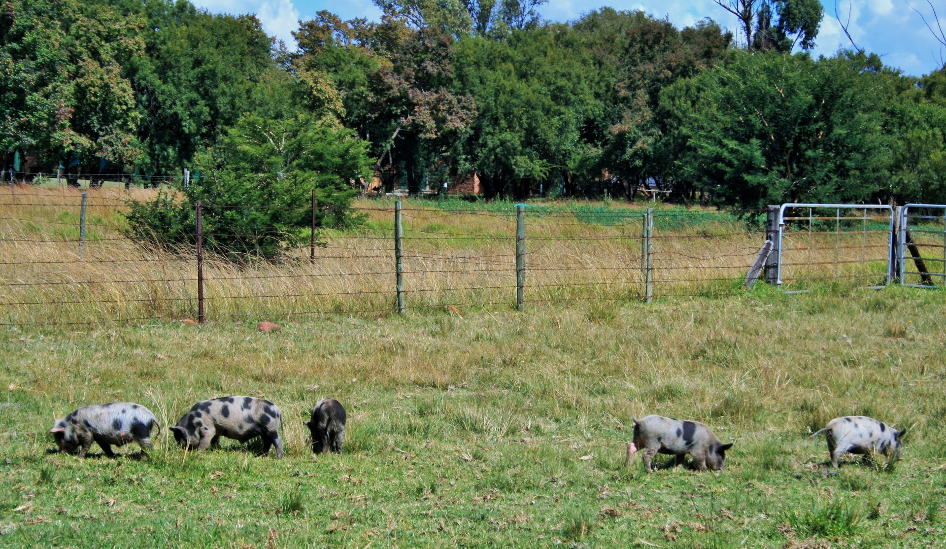 animals farm pigs free photo
