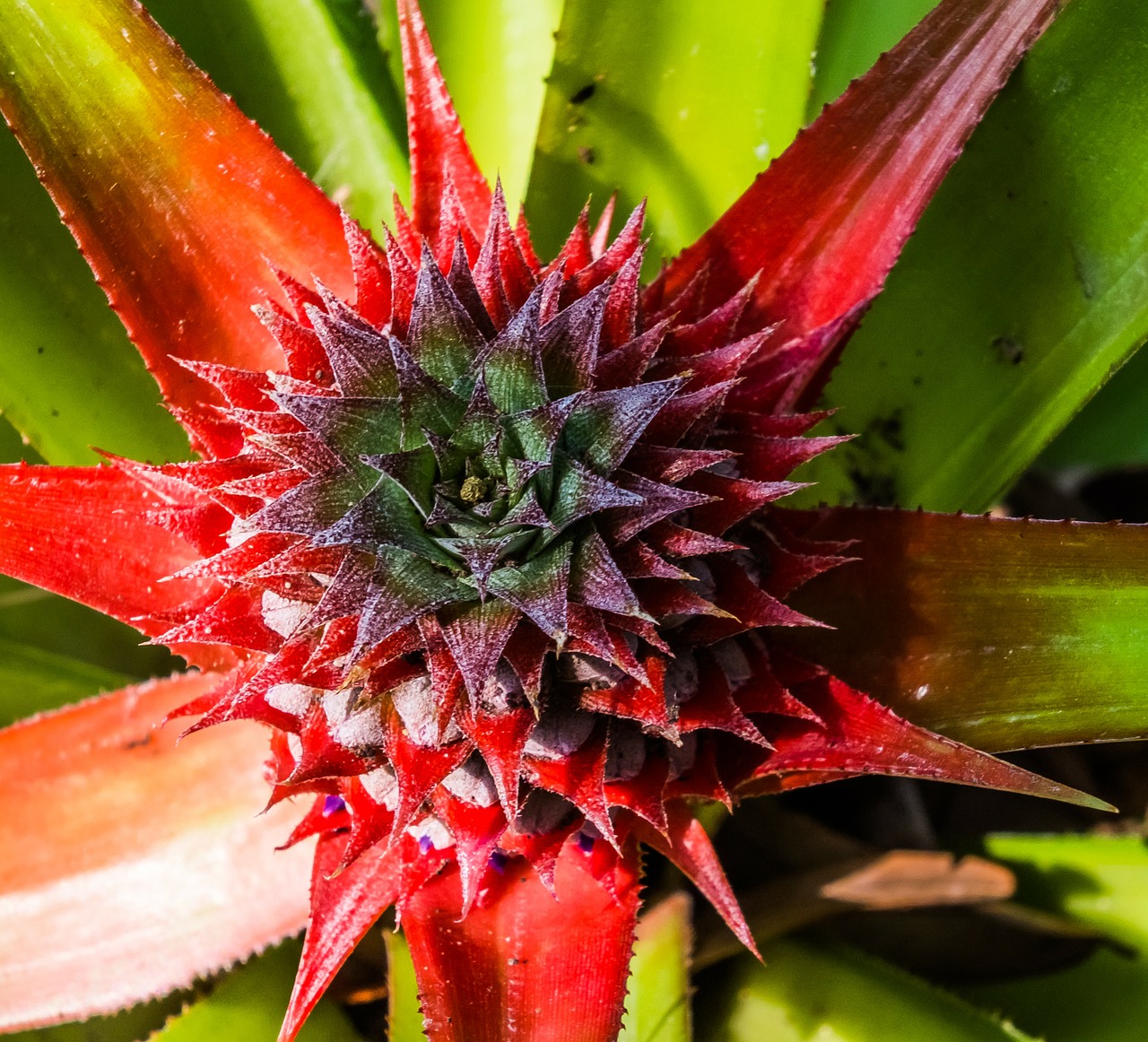 young pineapple pineapple fruit free photo