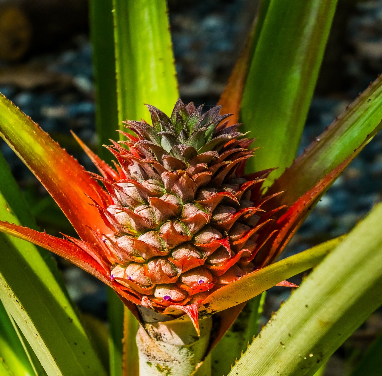 young pineapple pineapple fruit free photo
