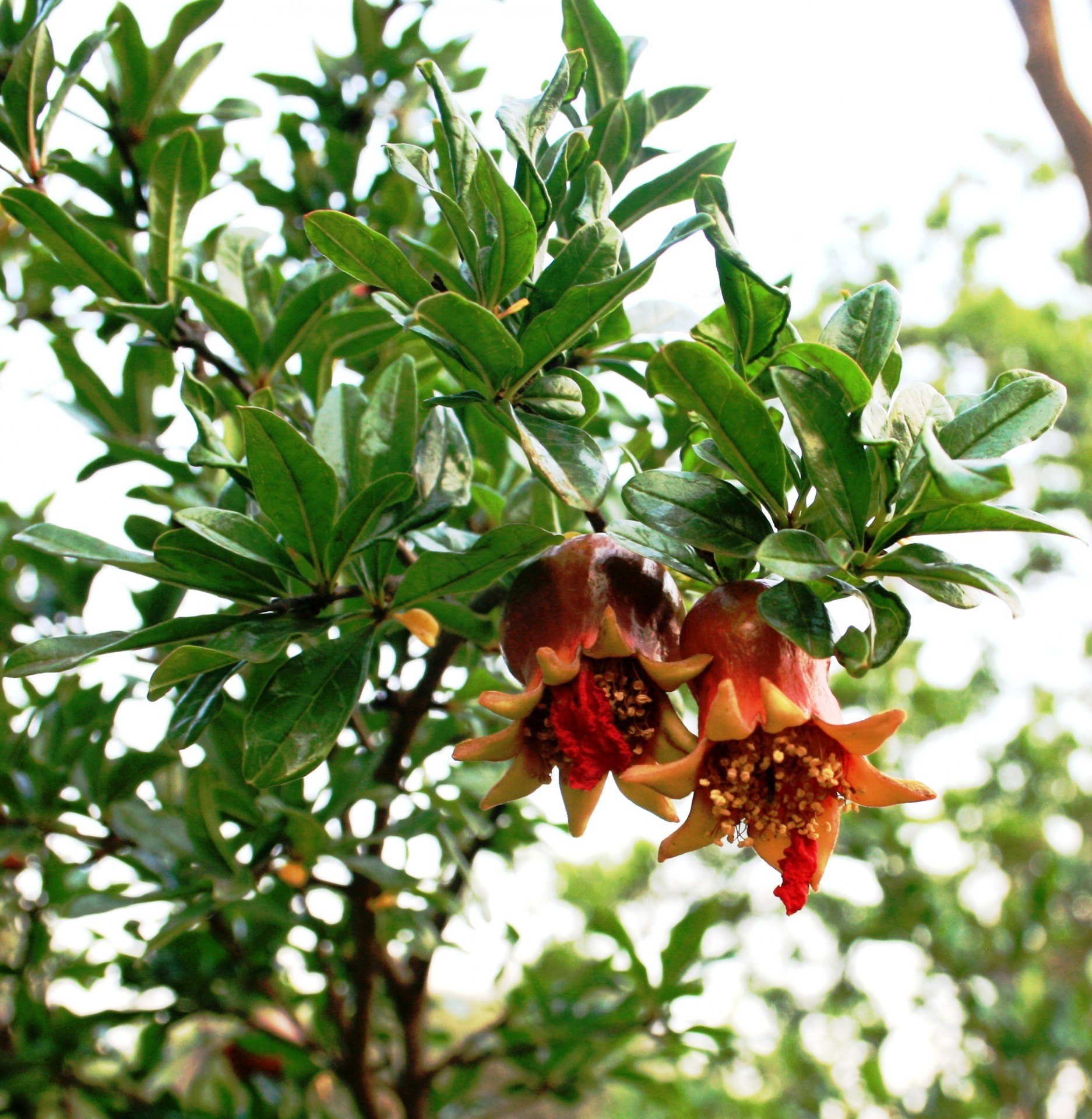 pomegranate fruit swollen free photo