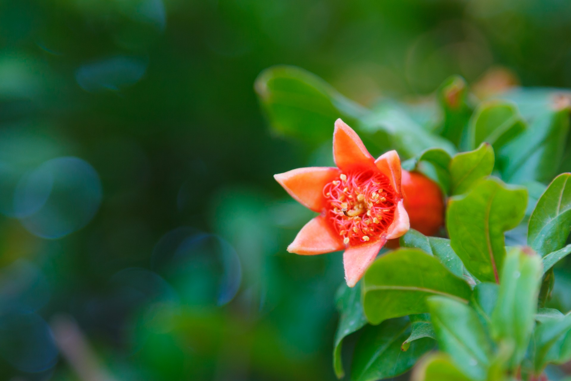 green pomegranate nature free photo