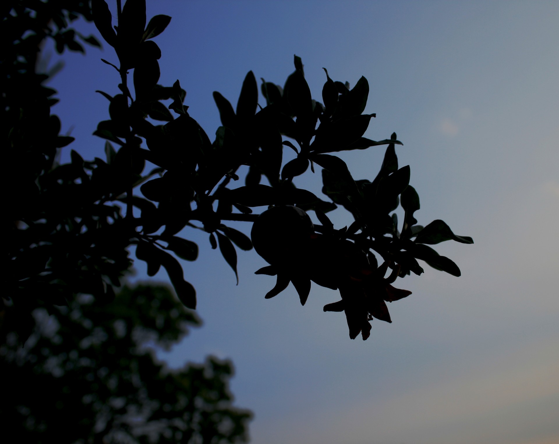 tree pomegranate fruit free photo