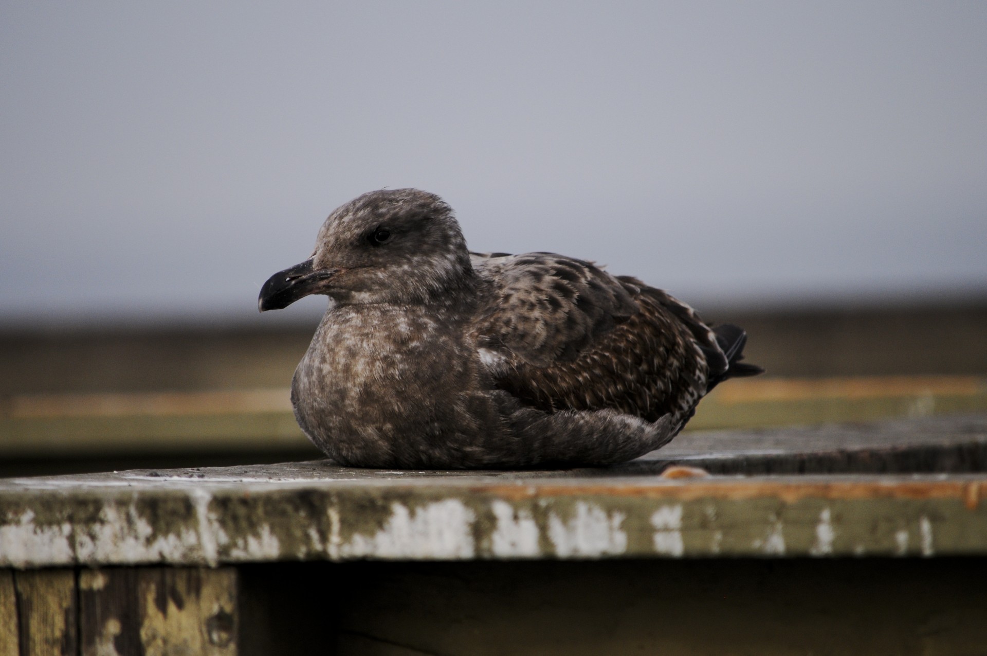young seagull