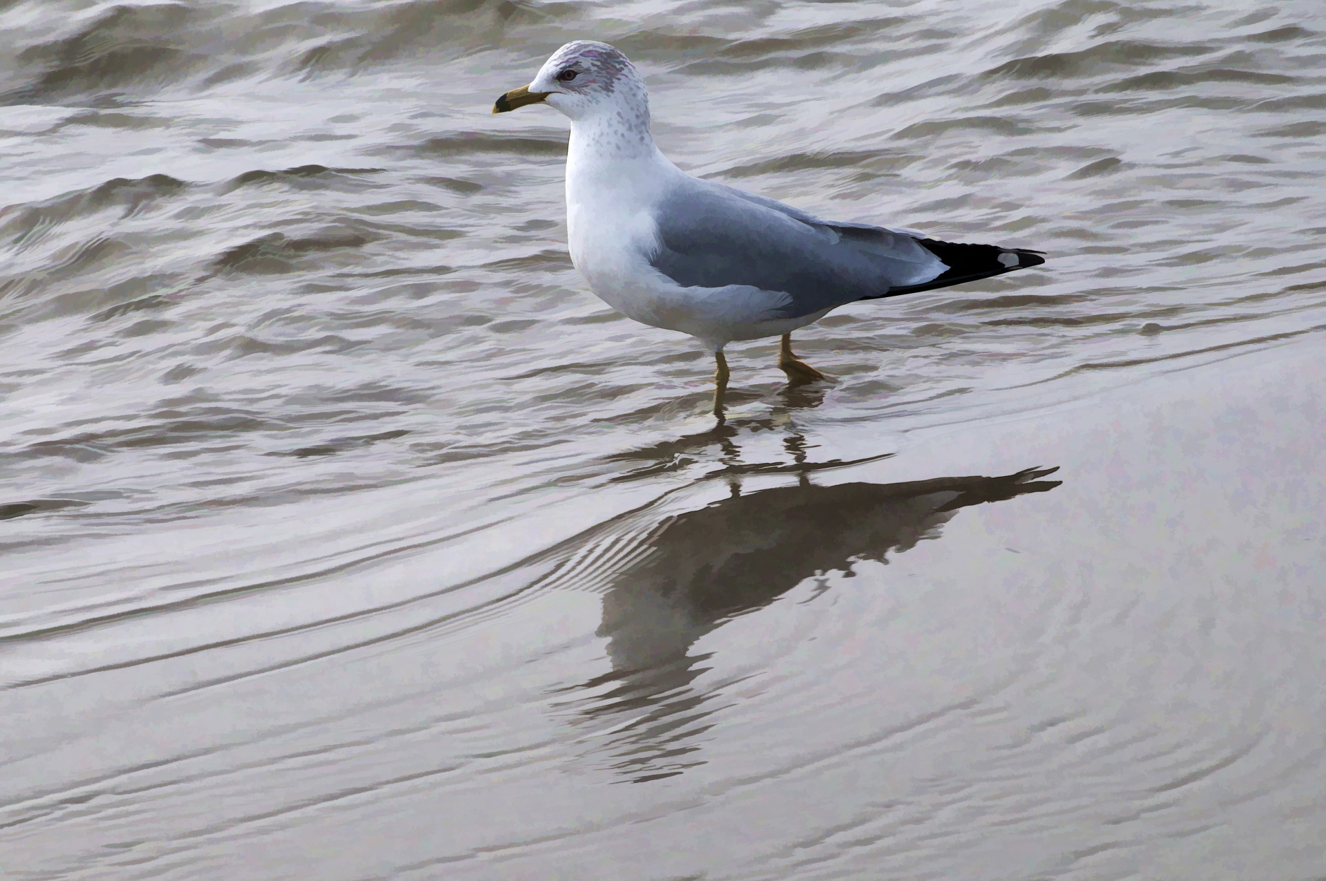 bird birds wildlife free photo