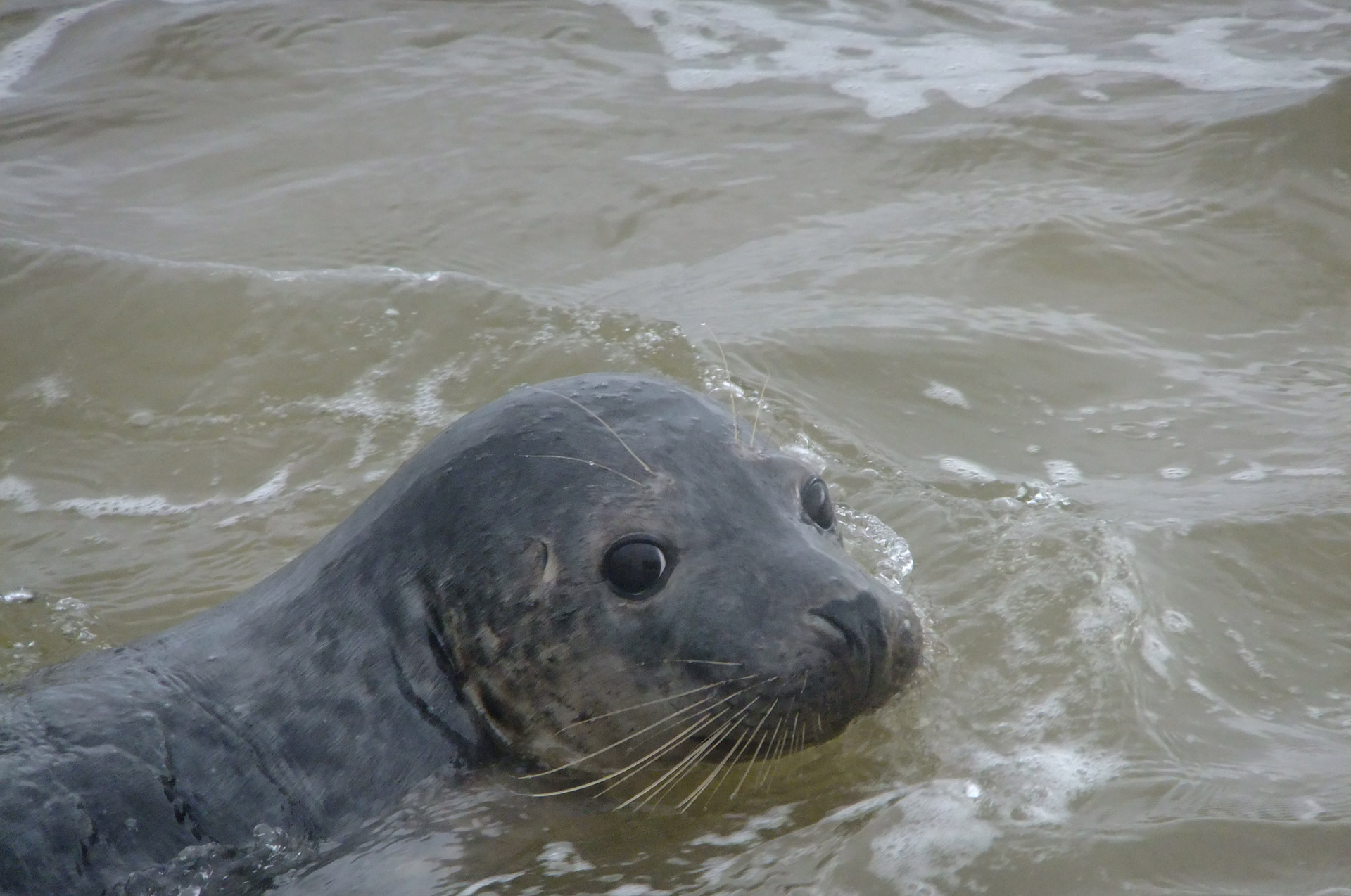 seal common seal grey seal free photo