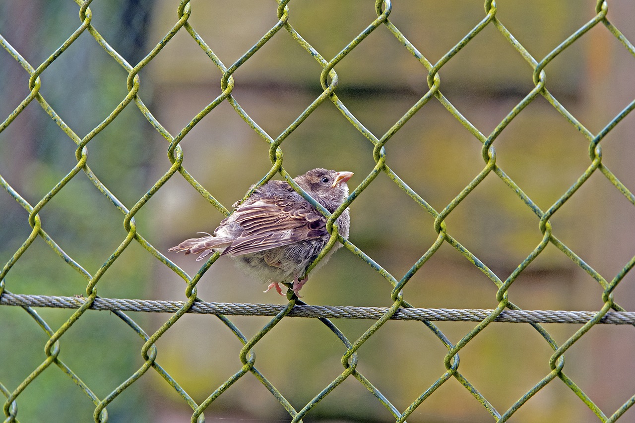 young sparrow wire mesh fence sperling free photo