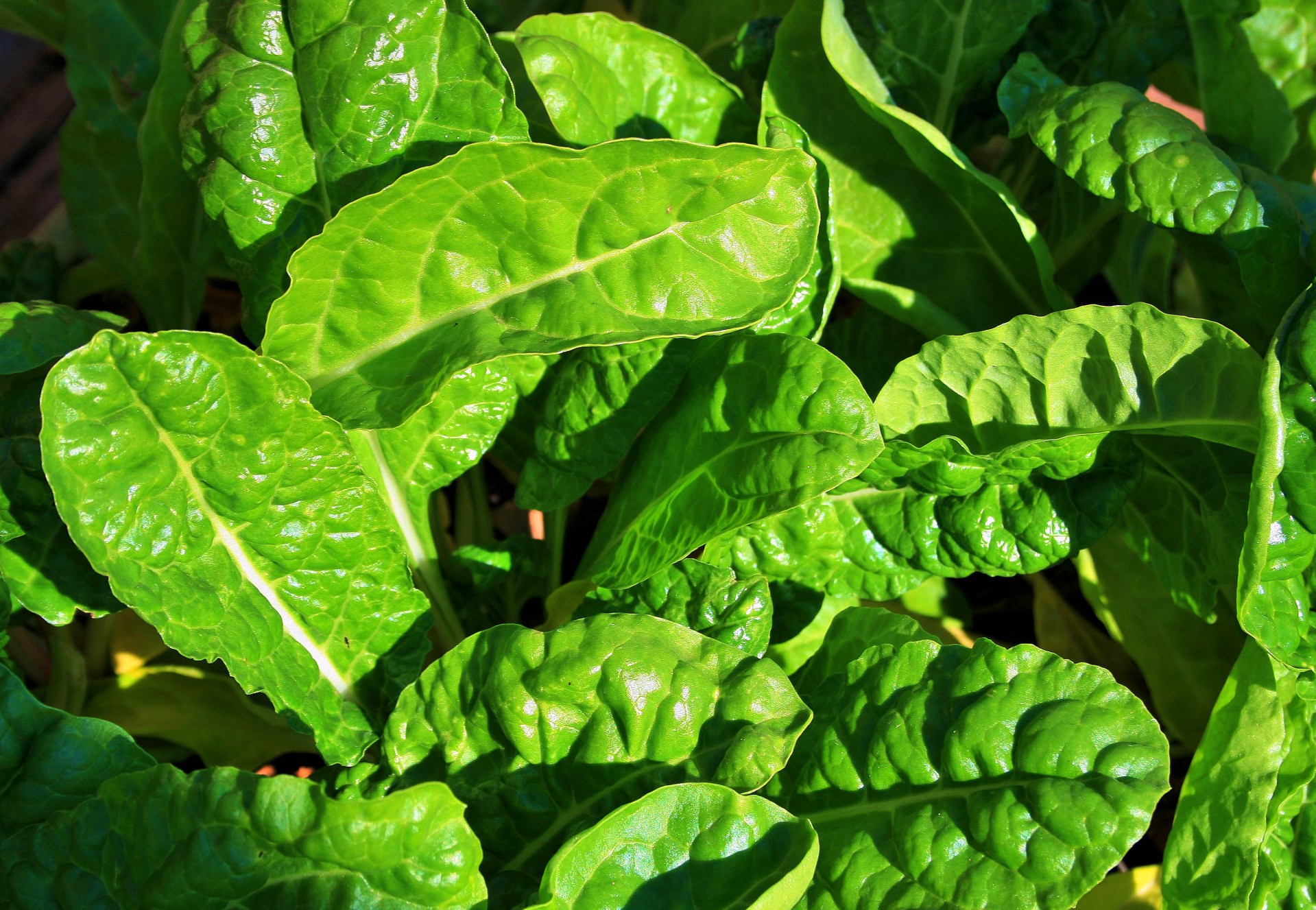 leaves green spinach free photo