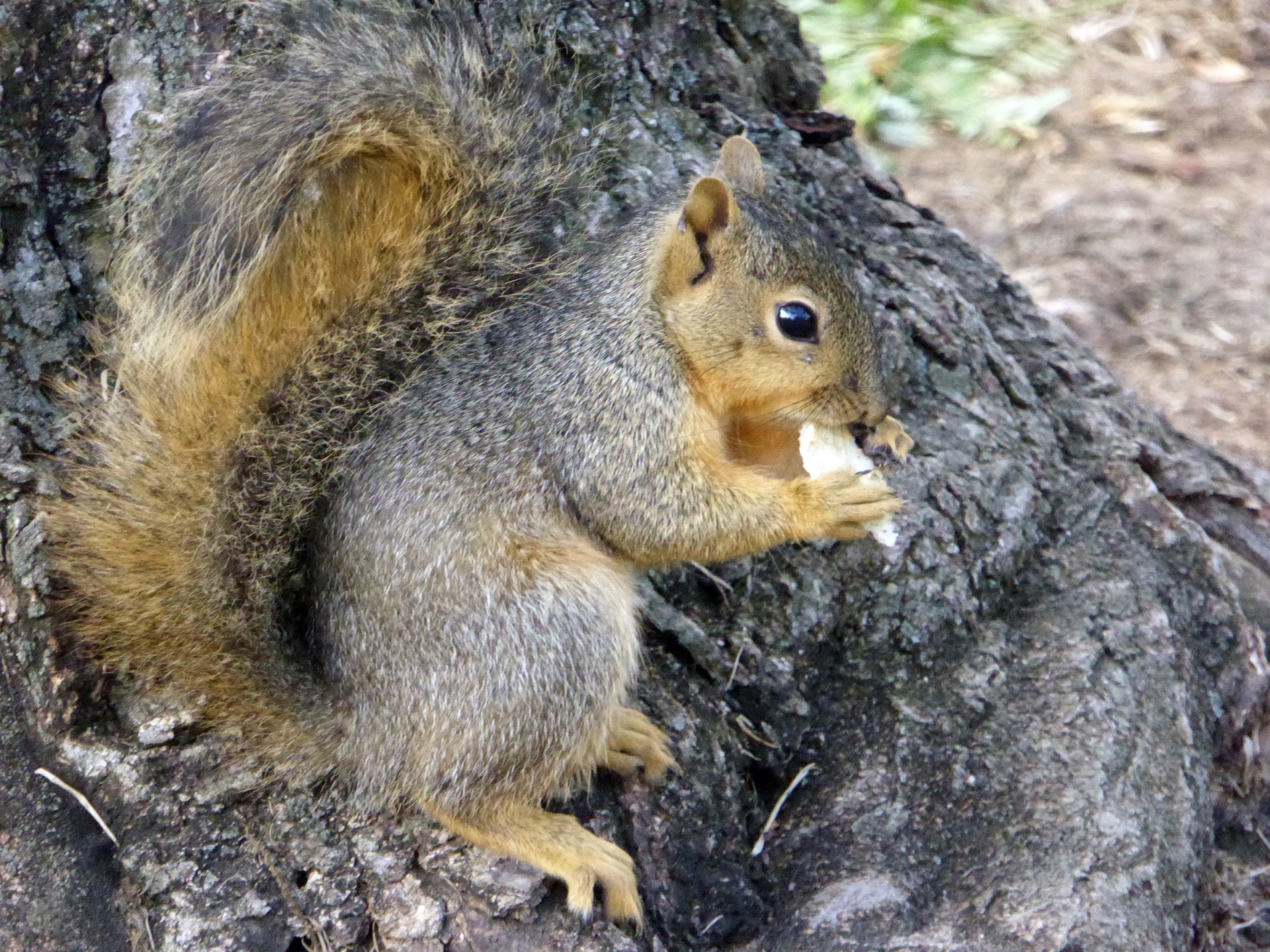 squirrel rodent squirrels free photo