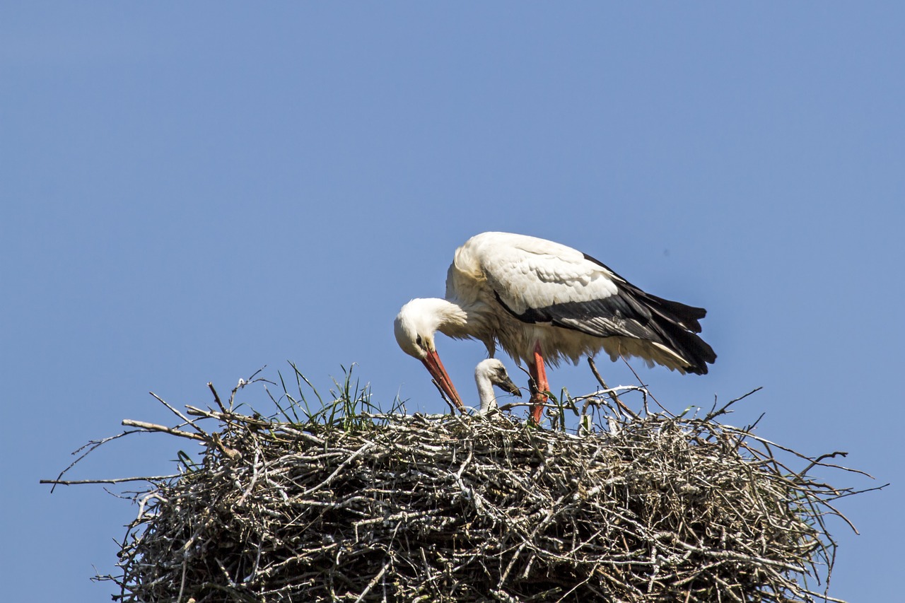 young stork stork storchennest free photo
