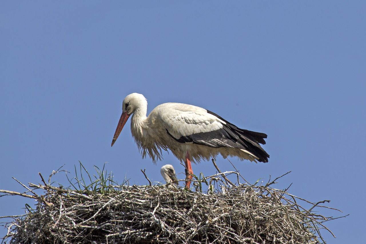 young stork stork storchennest free photo