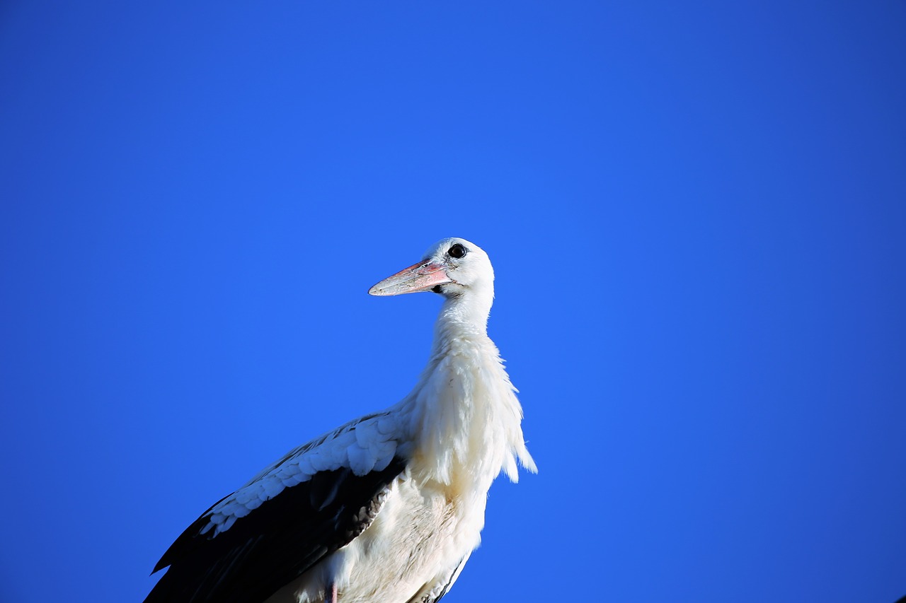 young stork bird standing free photo