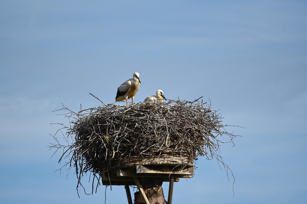 young stork  bird  animal free photo