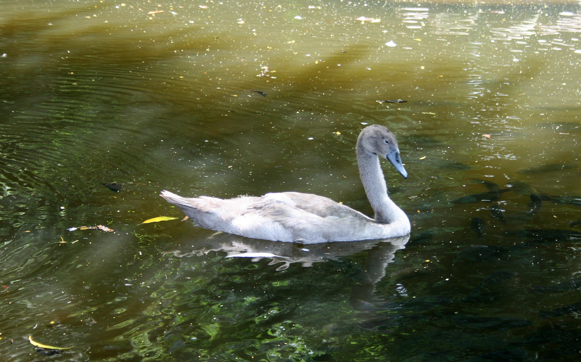 swan immature young free photo