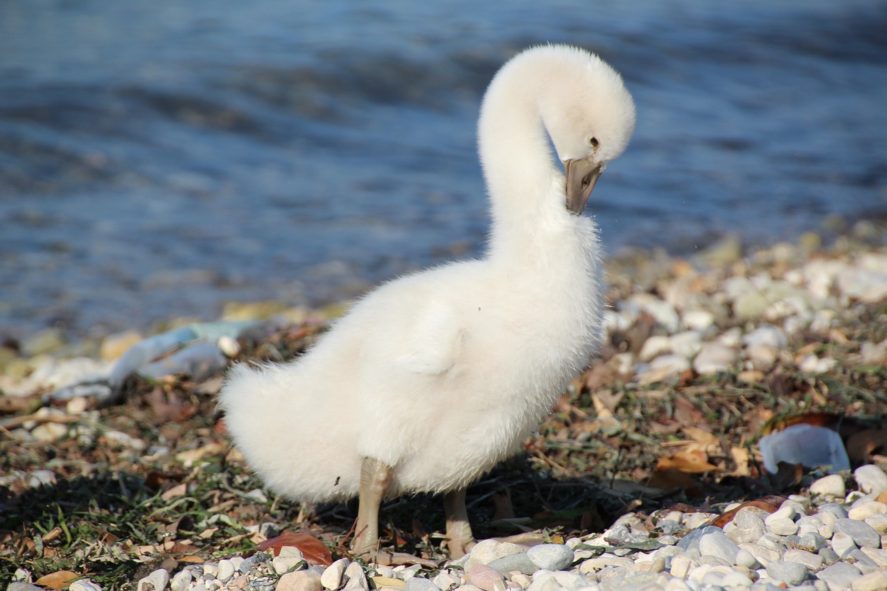 young swan white water bird free photo