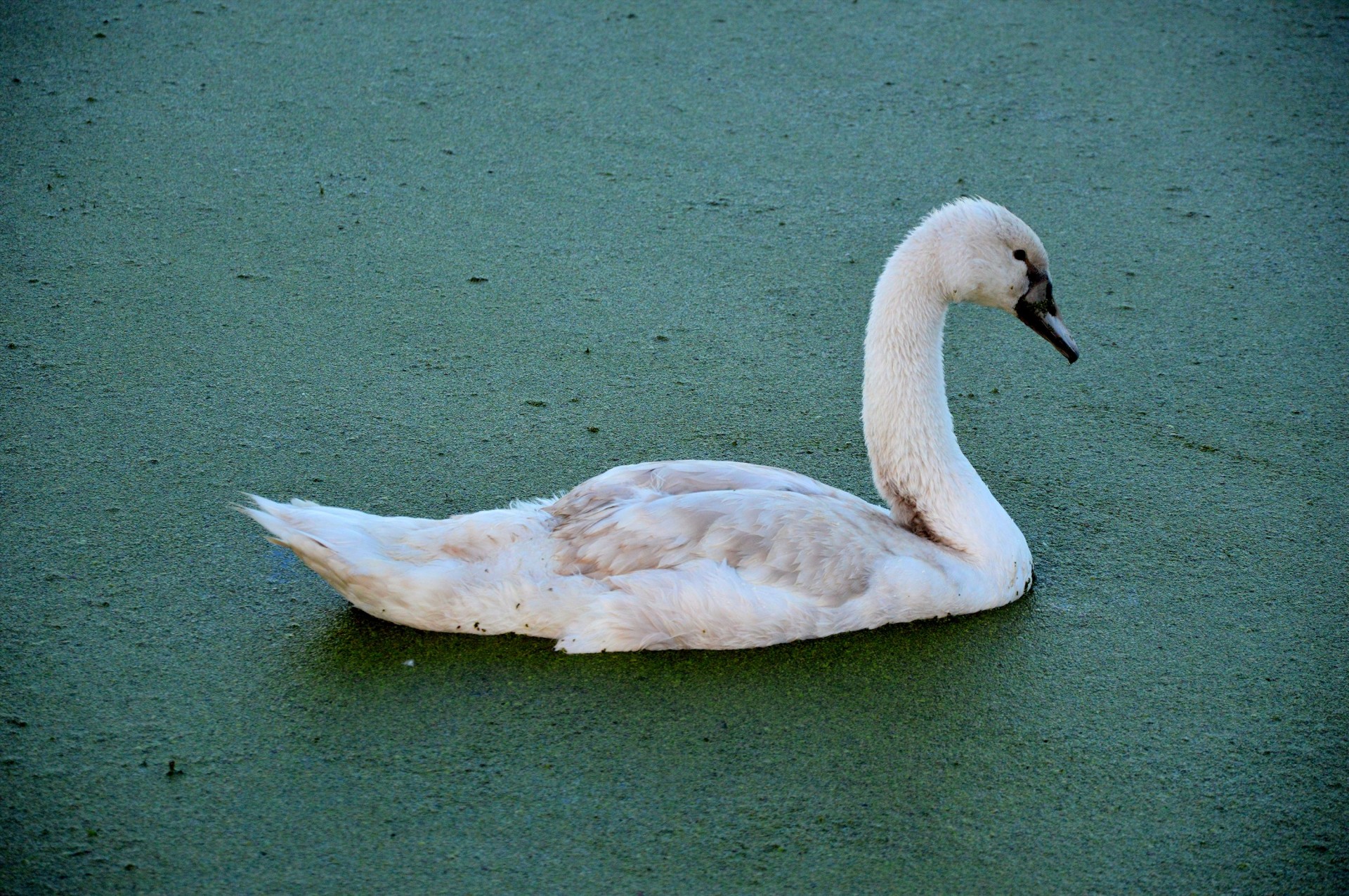 swan bird nature free photo