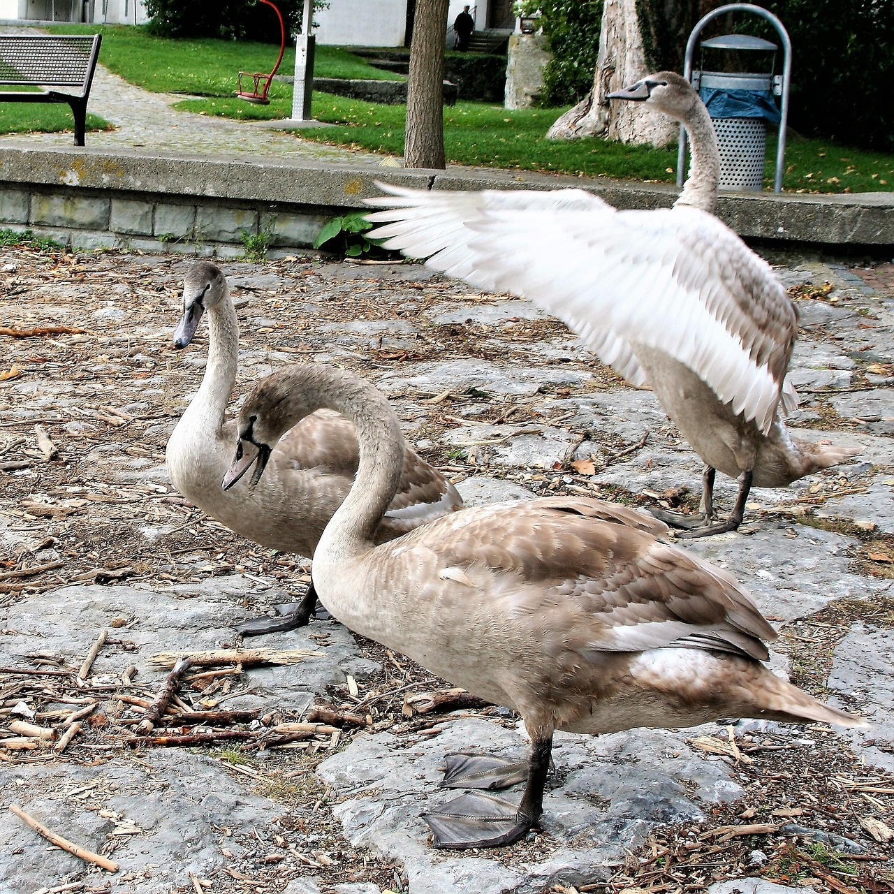 young swans cloudy water bird free photo