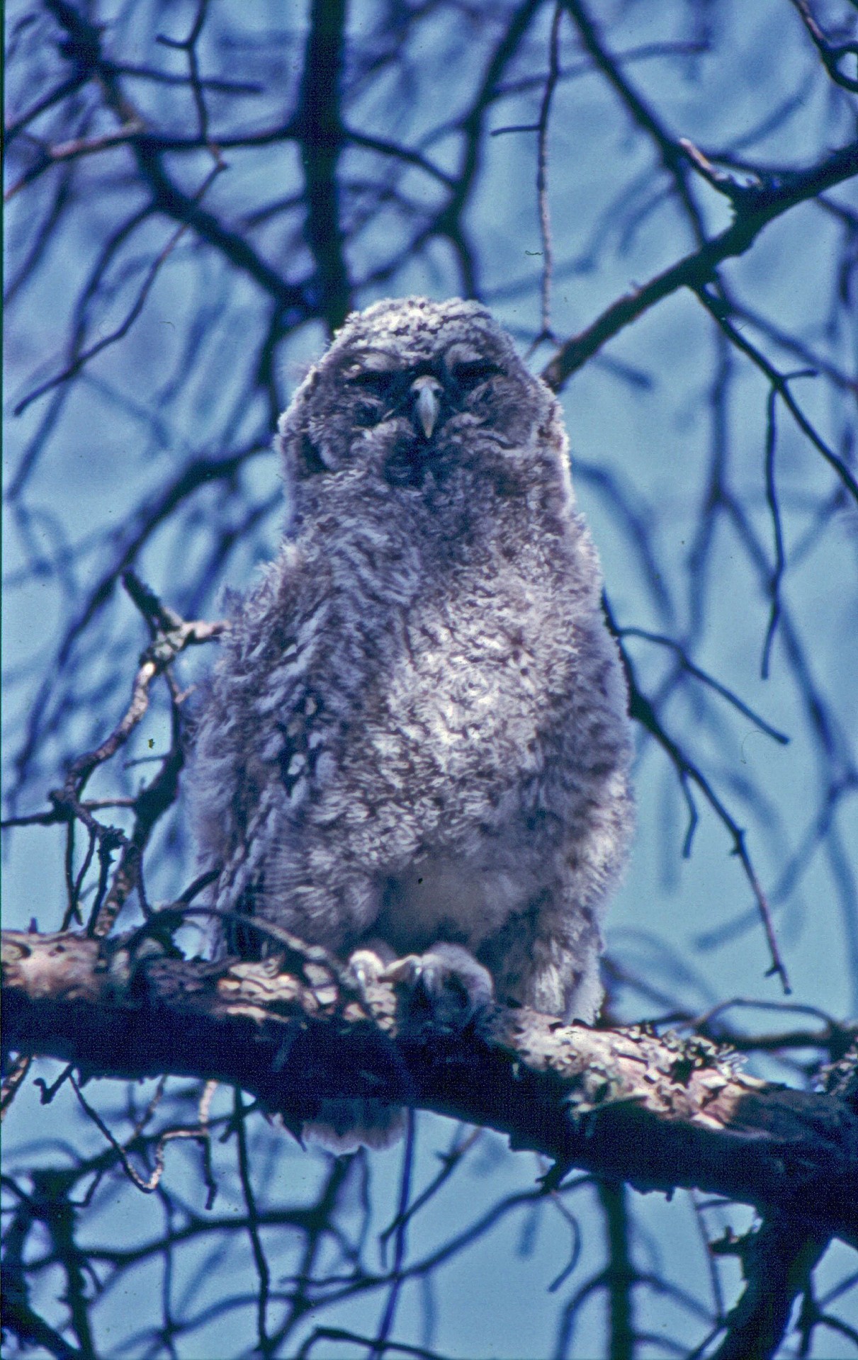 owl tawny young free photo