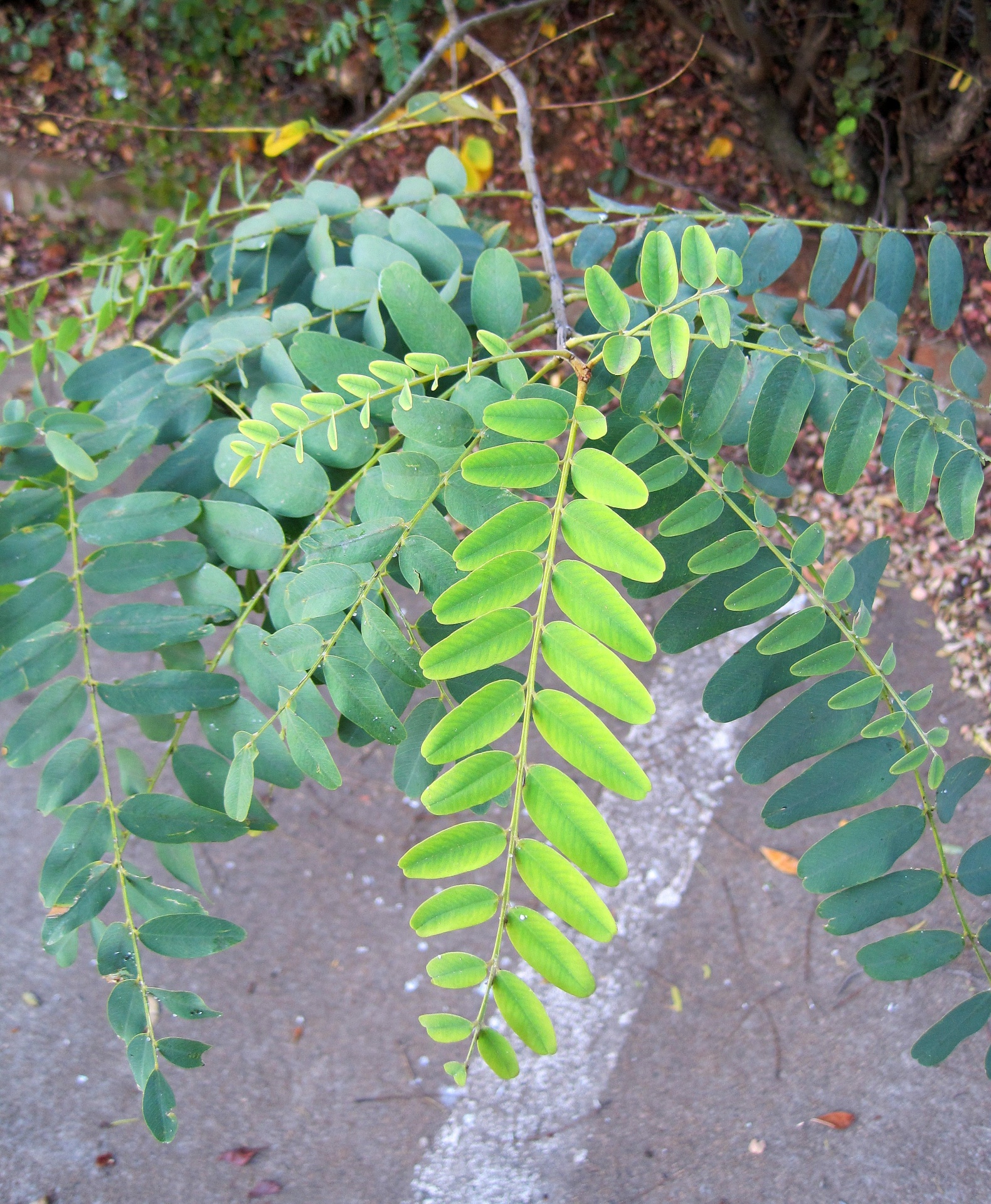 leaf green compound free photo