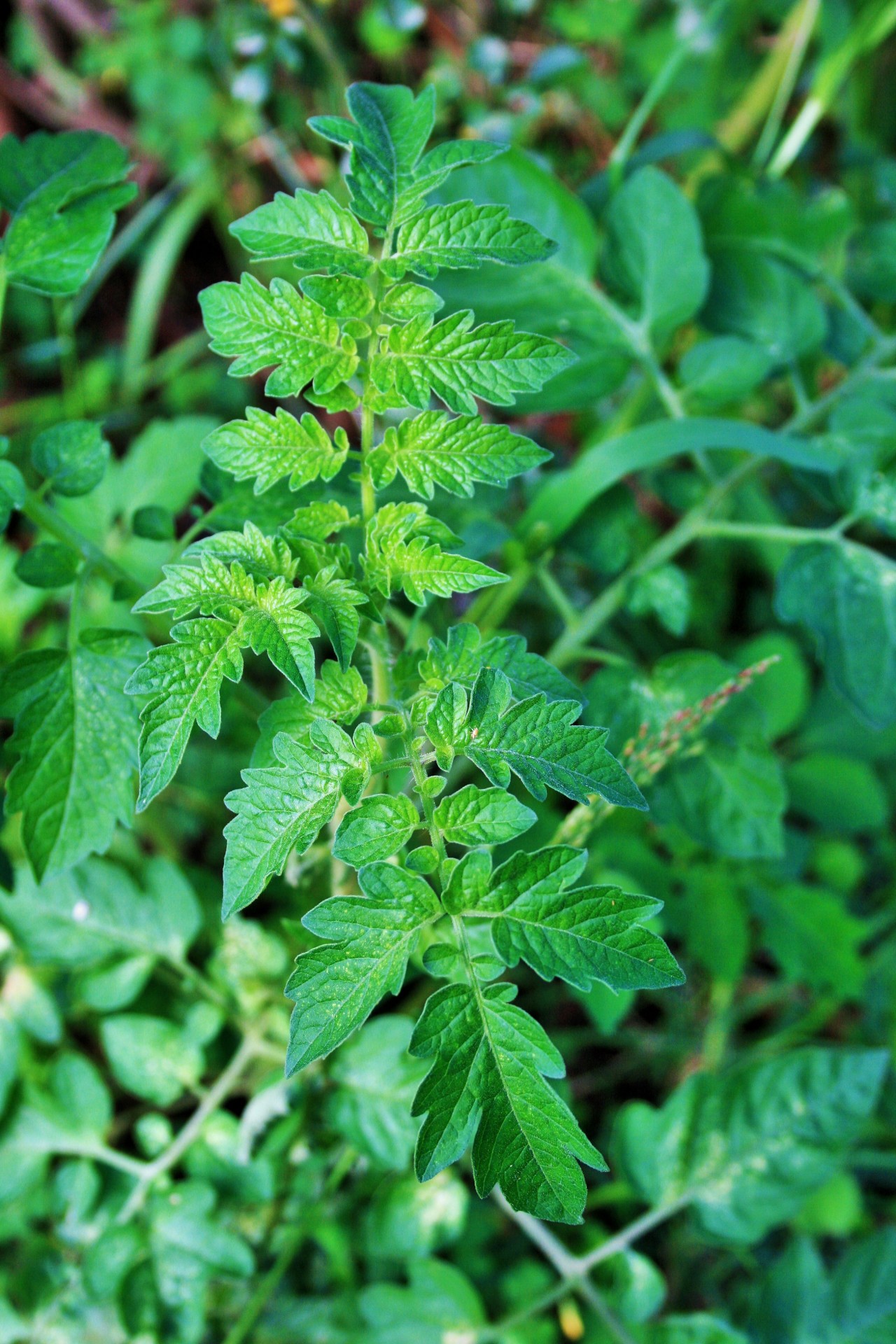 plant tomato green free photo