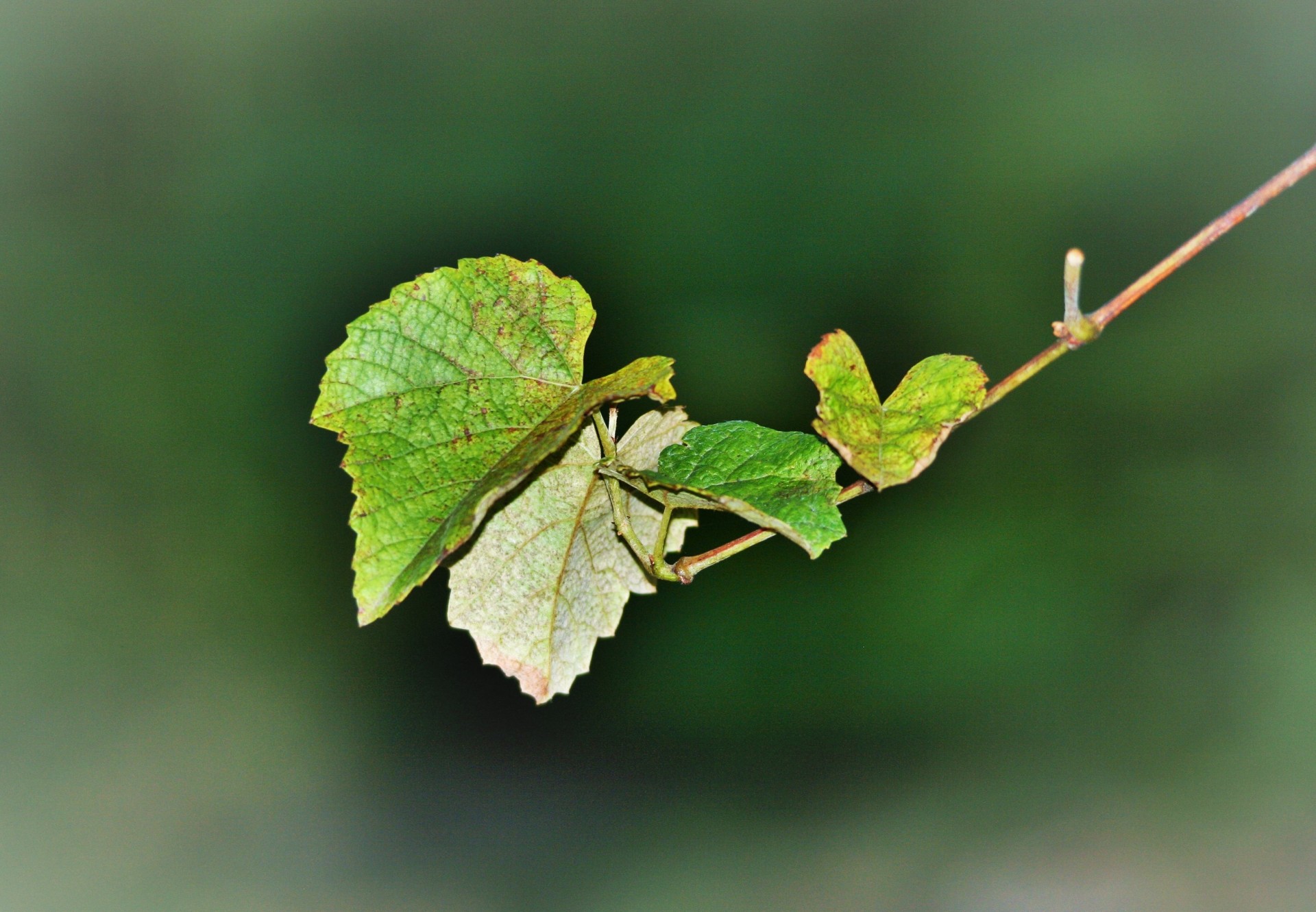 vine grape branch free photo