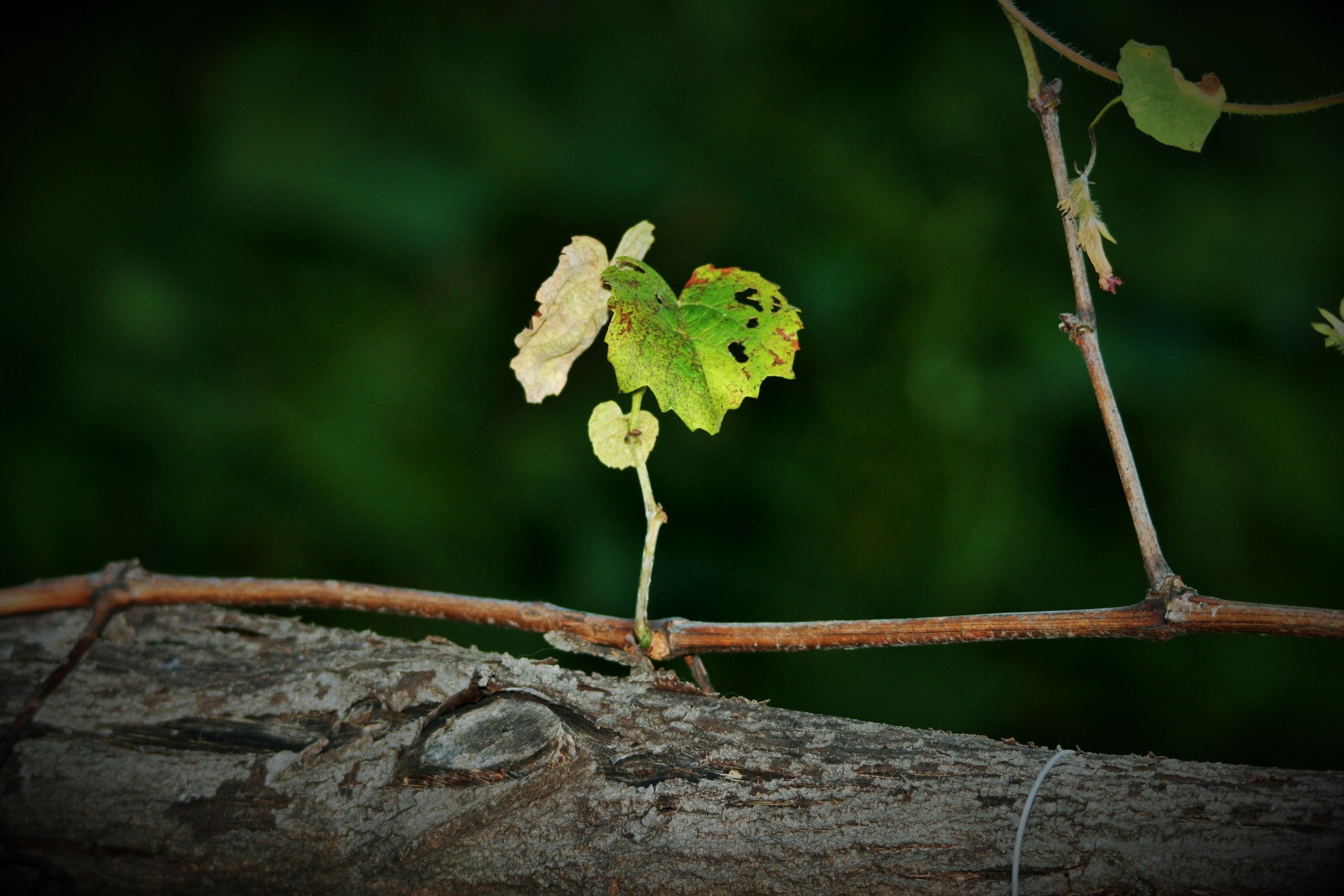 vine grape leaf free photo