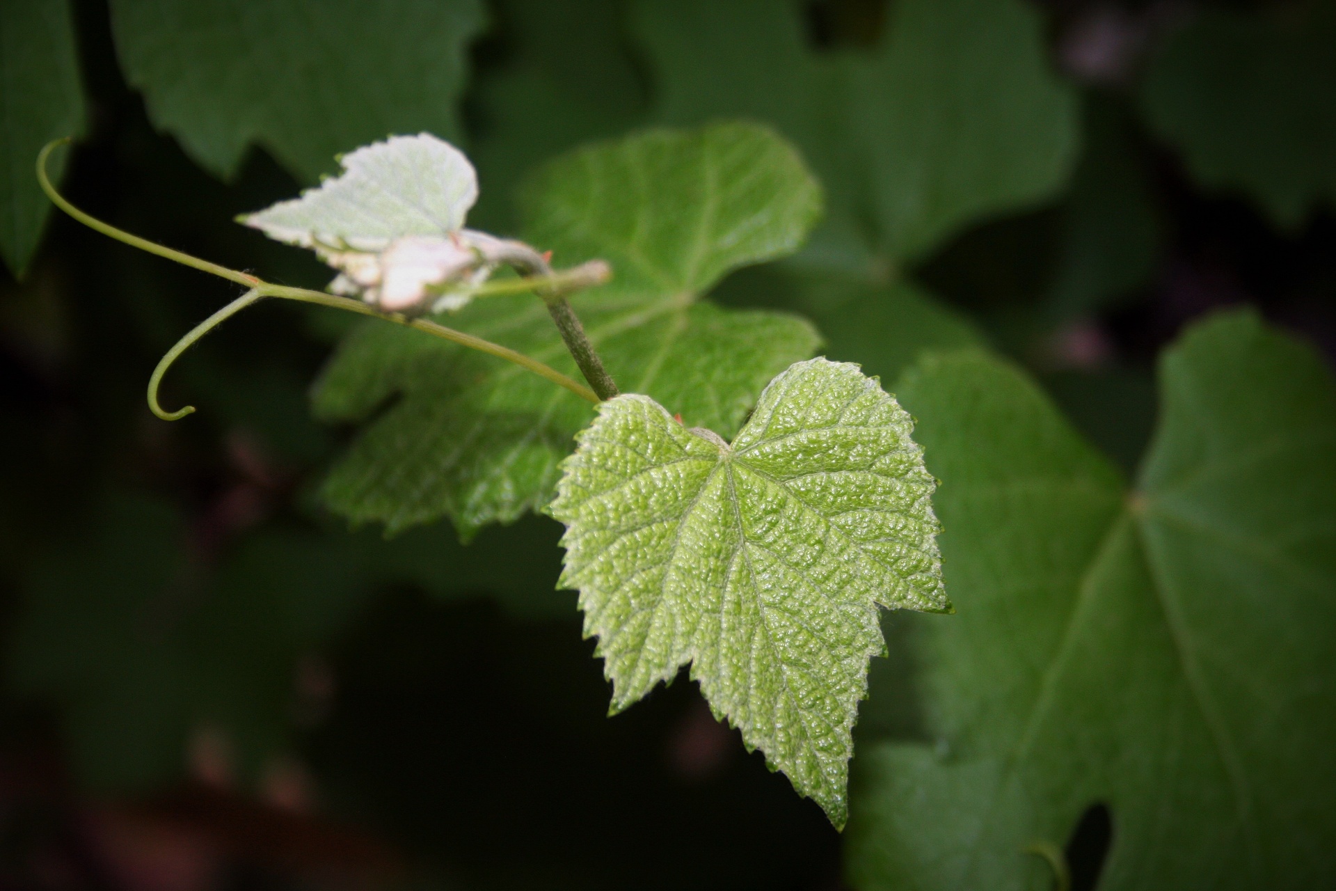 leaf young tender free photo